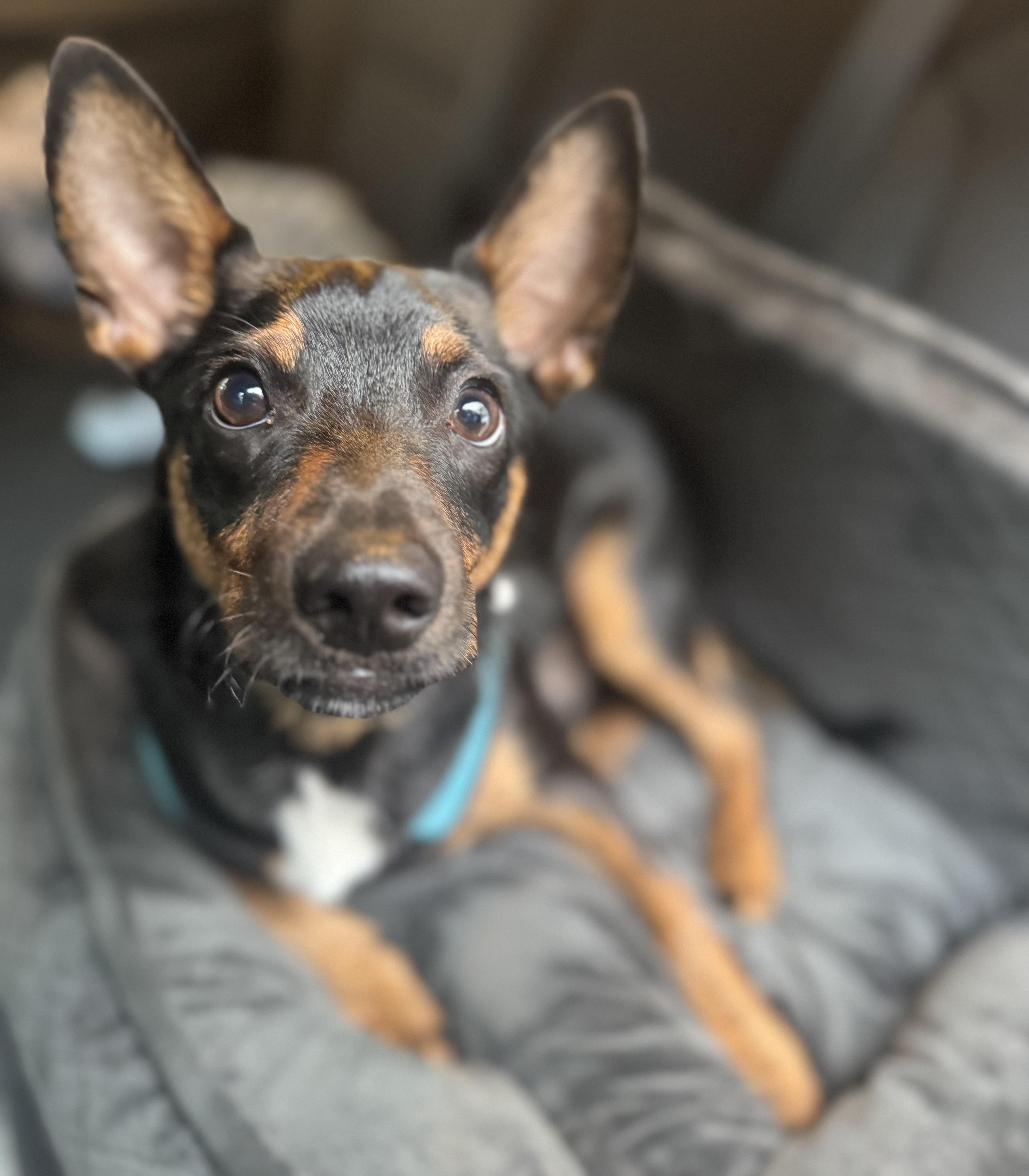 Enlarge Fred, a Adoptable mixed breed in Navarre, FL image 4/5