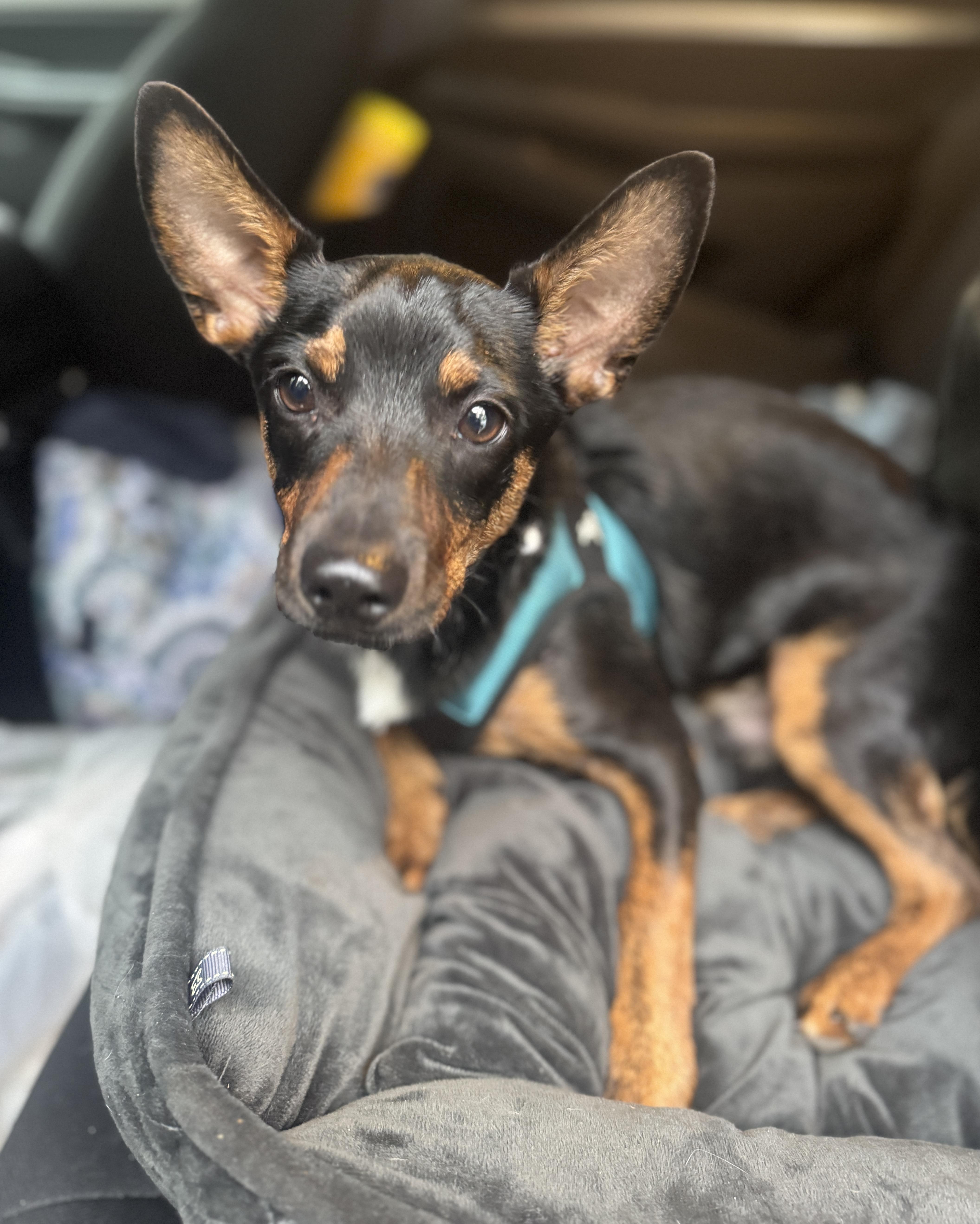 Enlarge Fred, a Adoptable mixed breed in Navarre, FL image 5/5