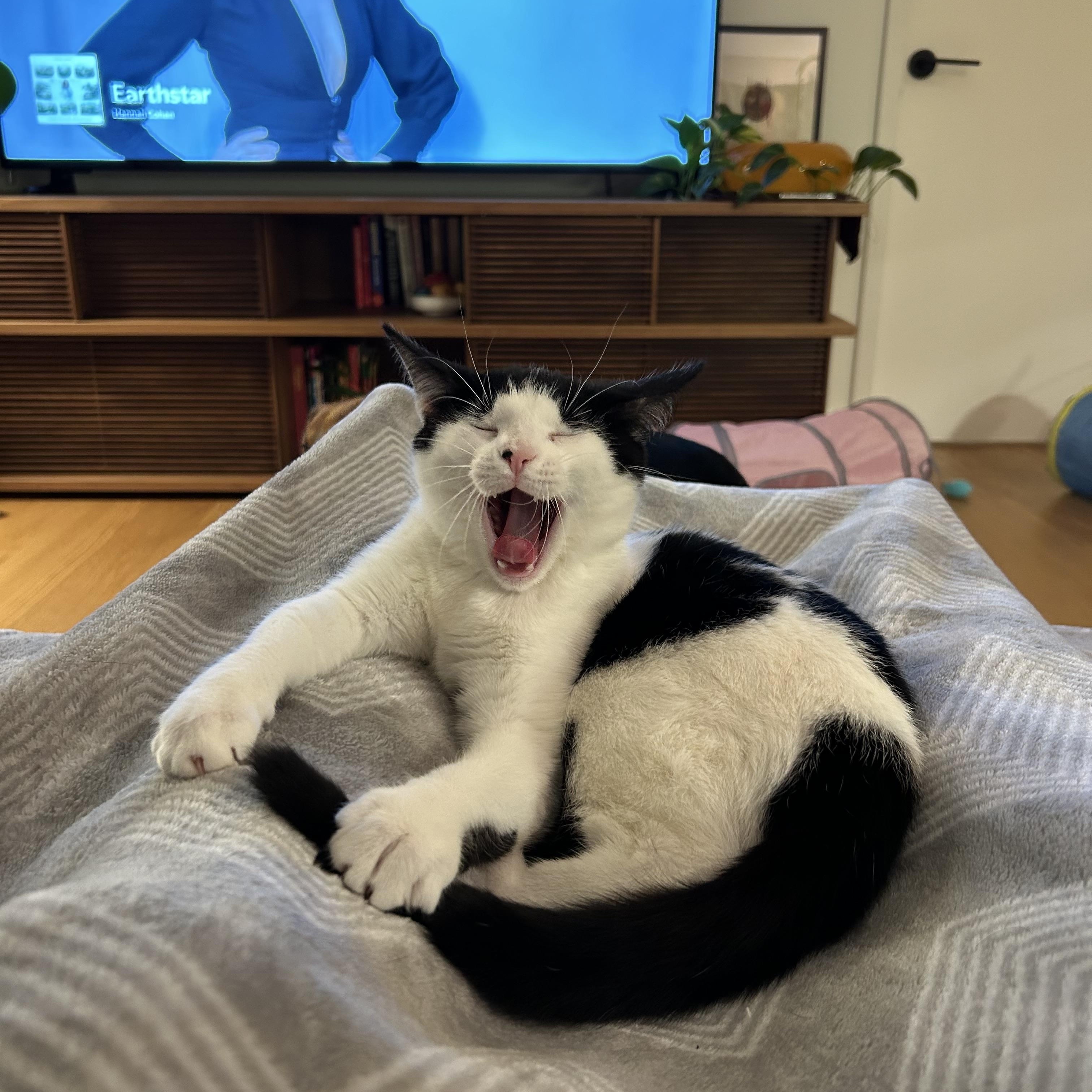 Enlarge Villanelle, a Adoptable American Shorthair in brooklyn, NY image 4/6