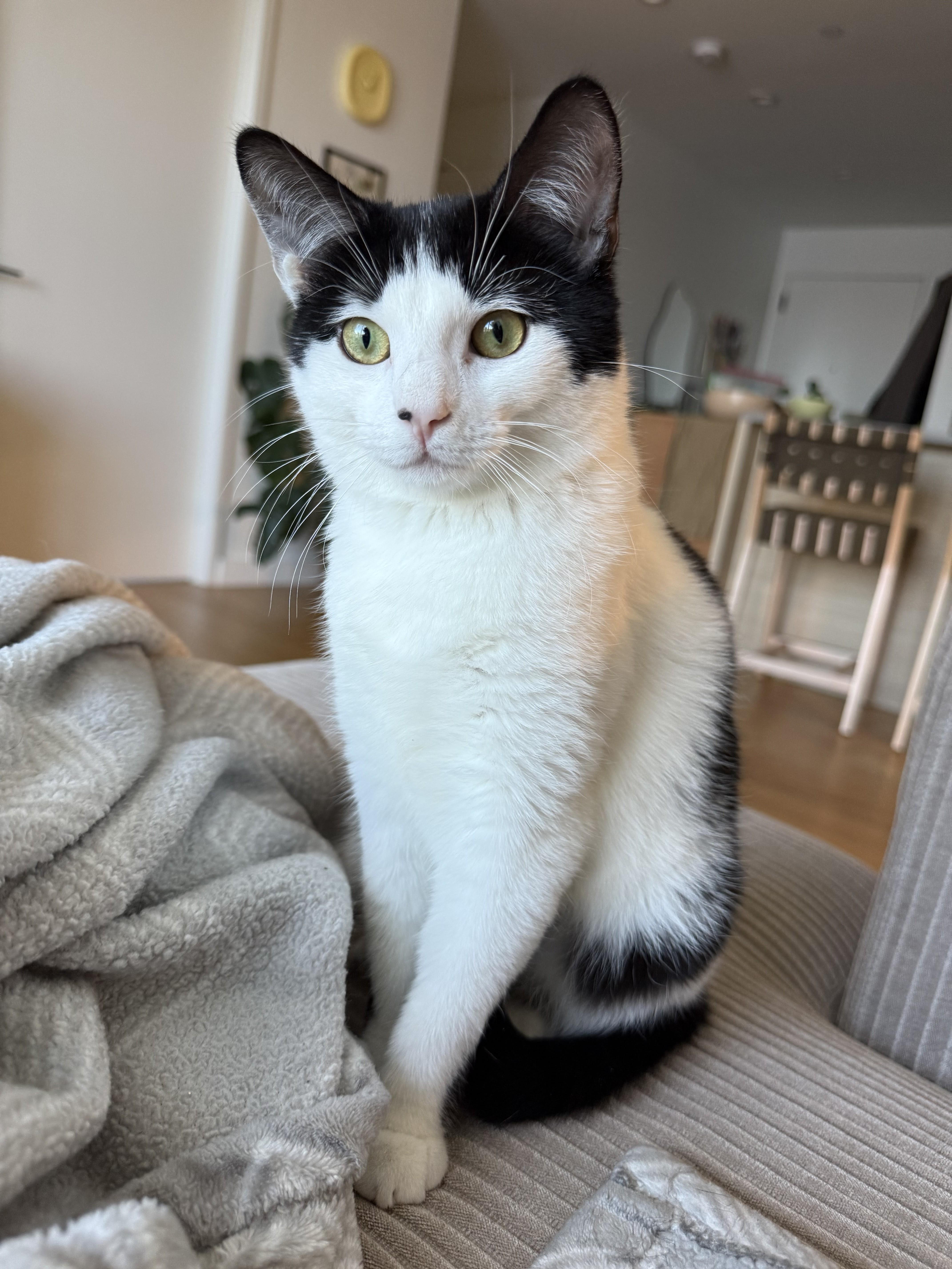 Enlarge Villanelle, a Adoptable American Shorthair in brooklyn, NY image 3/6