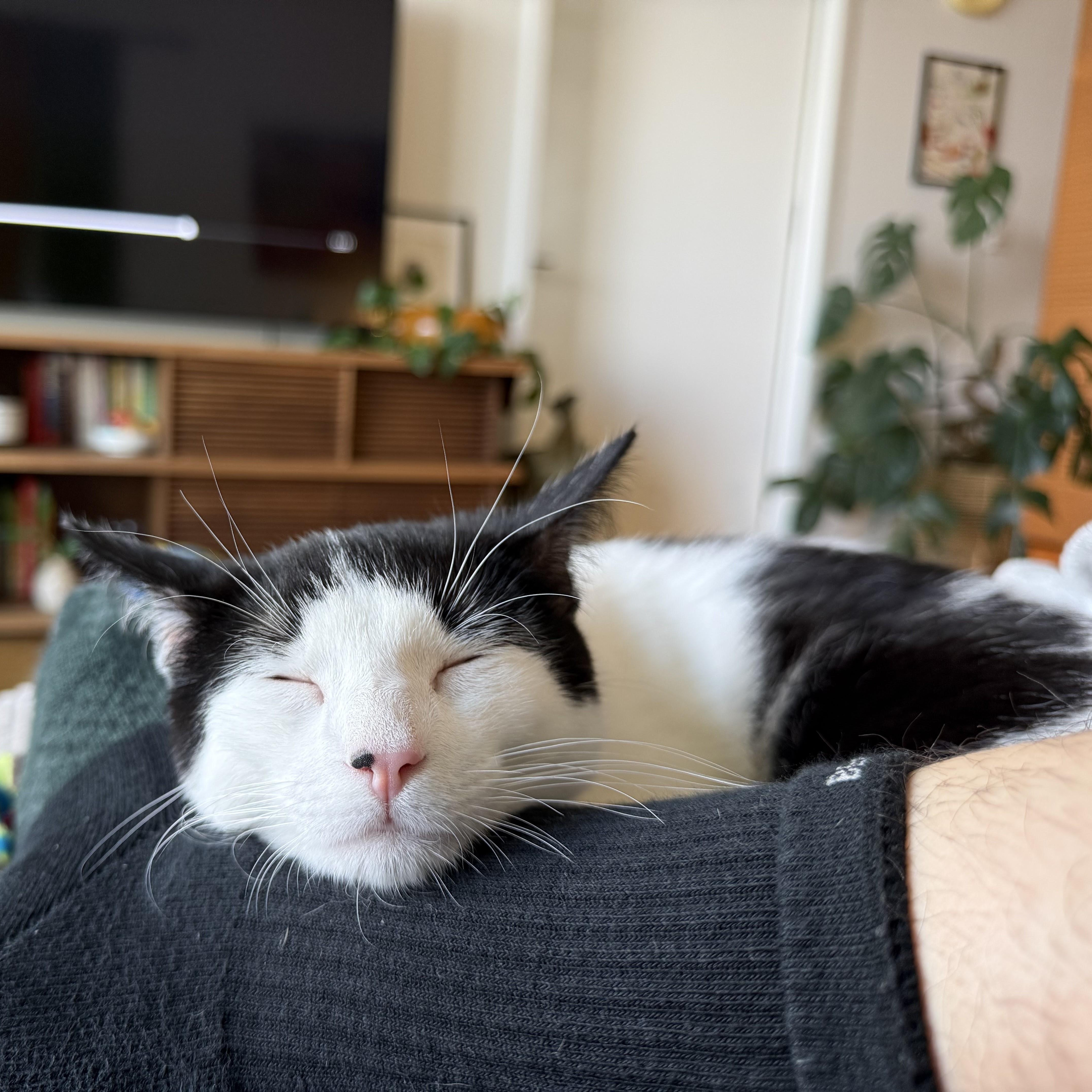 Enlarge Villanelle, a Adoptable American Shorthair in brooklyn, NY image 5/6