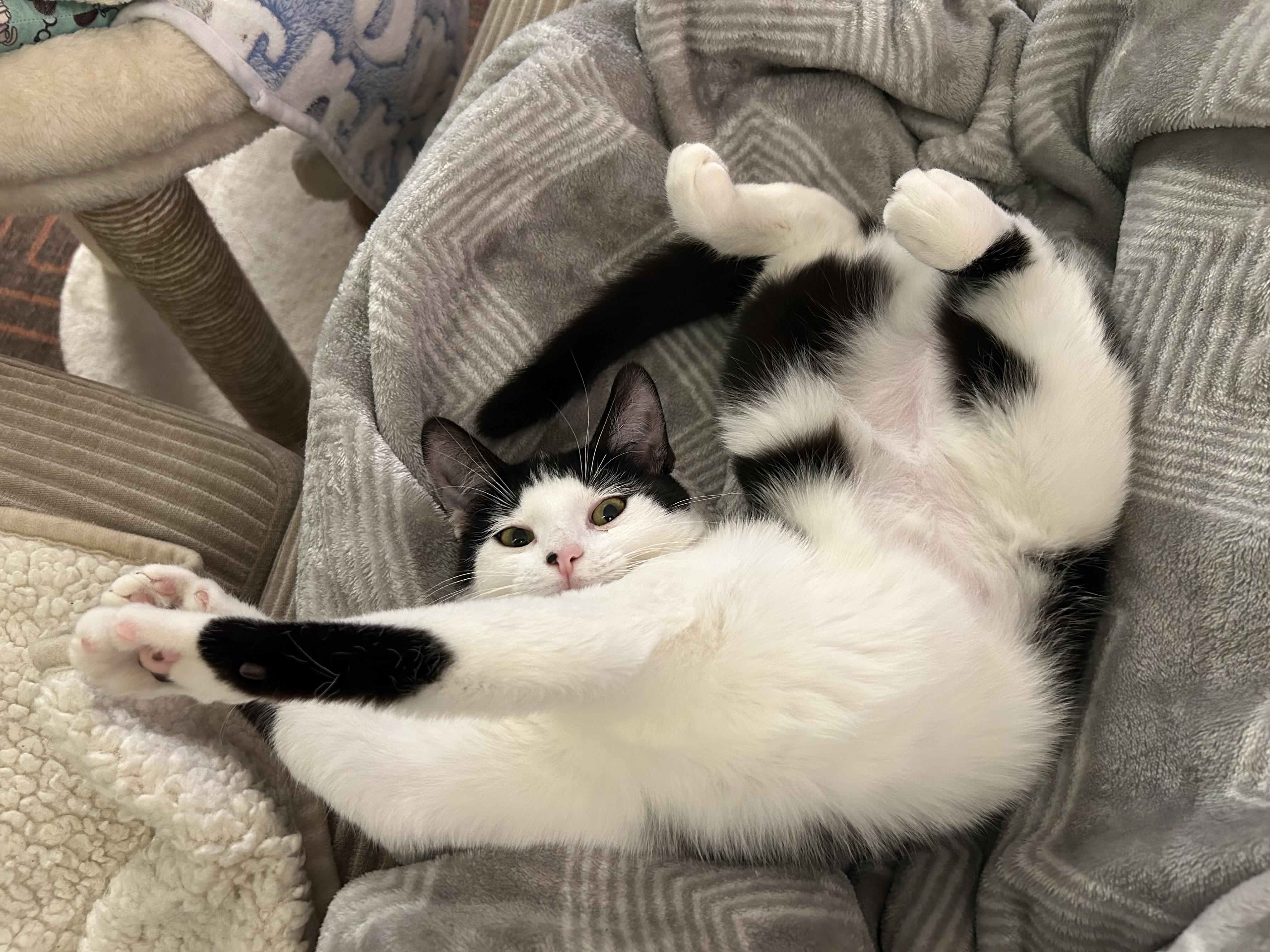 Villanelle, Adoptable, Kitten Female American Shorthair.