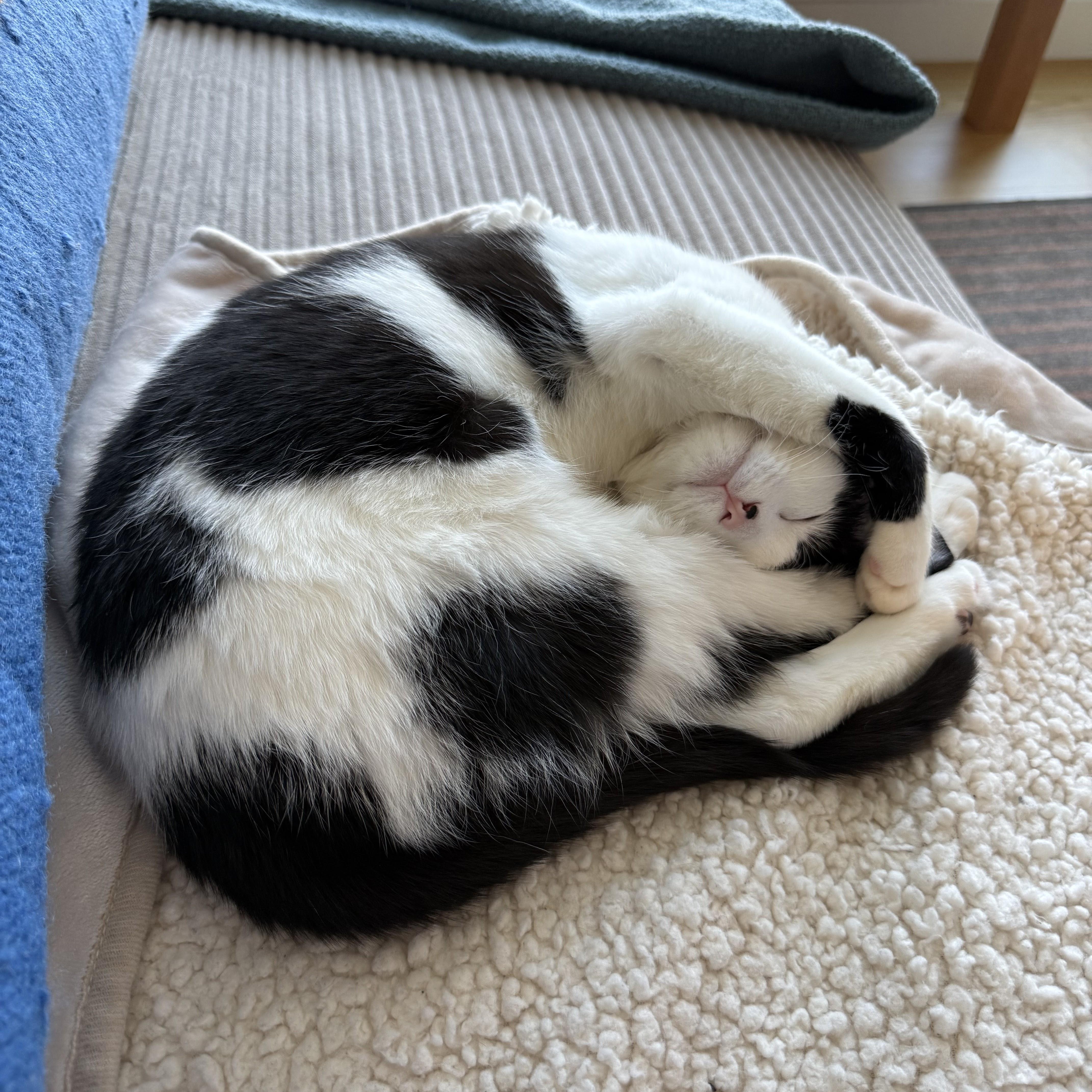 Enlarge Villanelle, a Adoptable American Shorthair in brooklyn, NY image 2/6