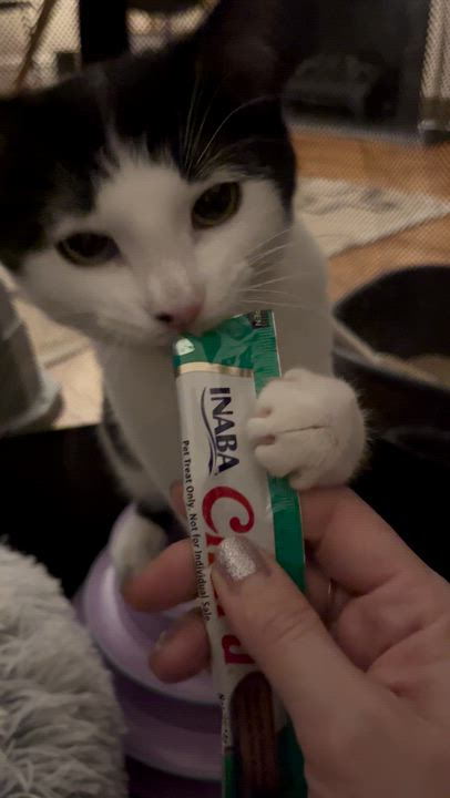 Enlarge Villanelle, a Adoptable American Shorthair in brooklyn, NY video 6/6