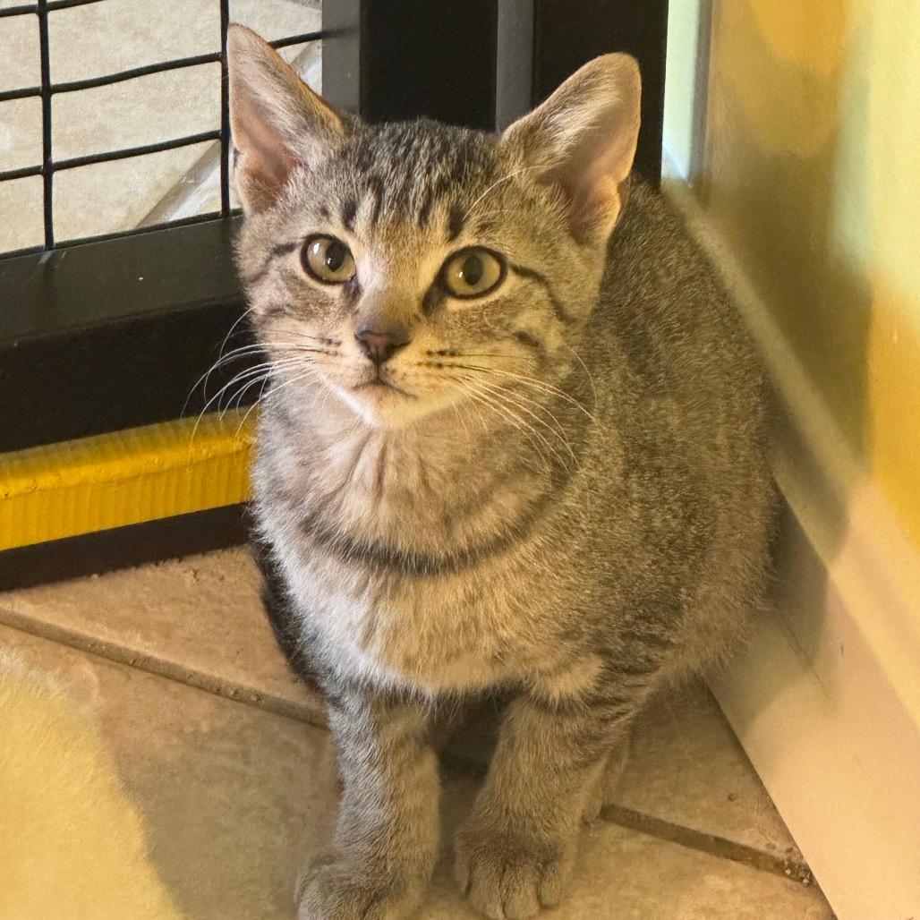 Enlarge Baconator, a Adoptable Domestic Short Hair in Fenton, MI image 1/1