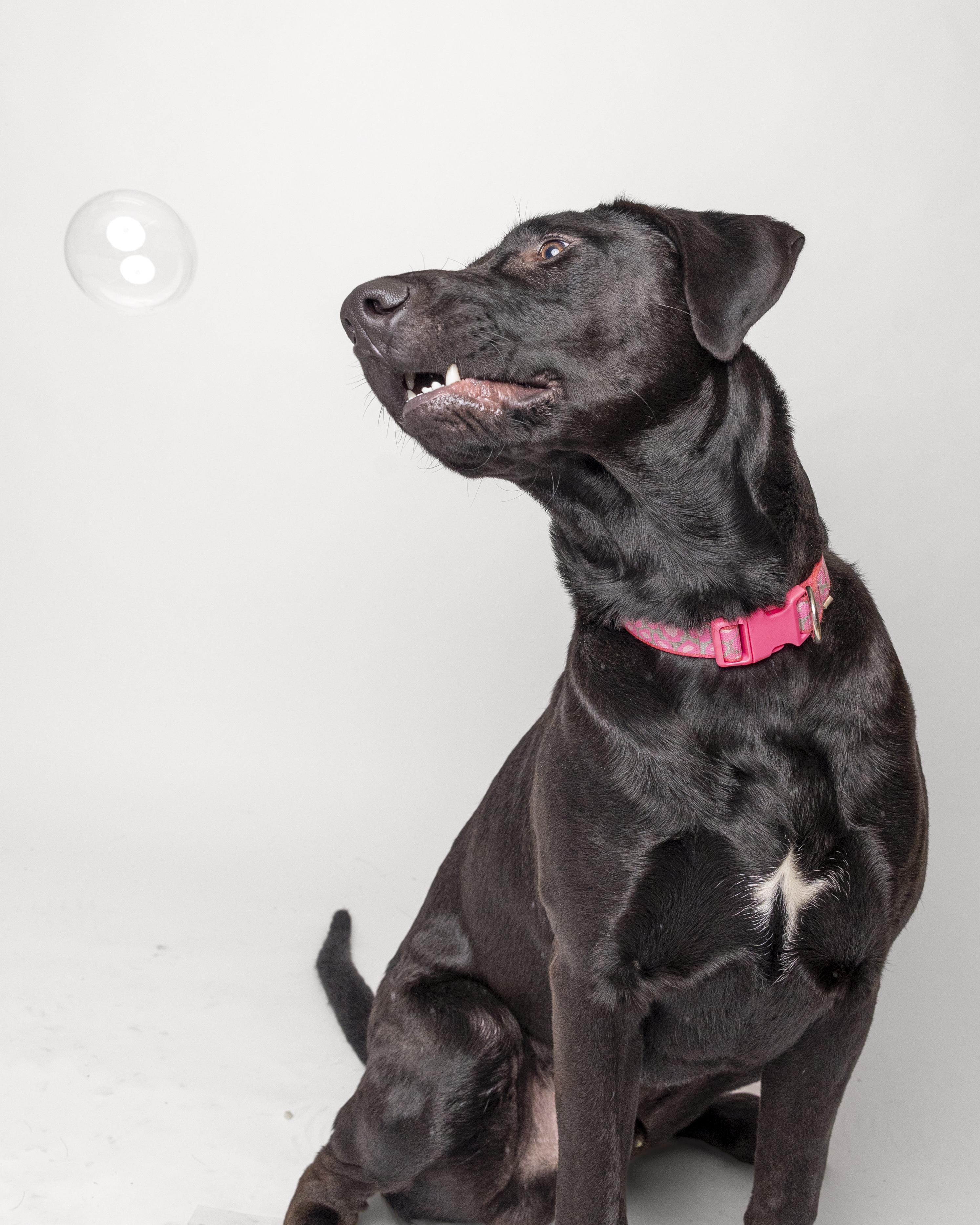 Grizzly, a Adoptable mixed breed in Bellingham, WA image 4/6