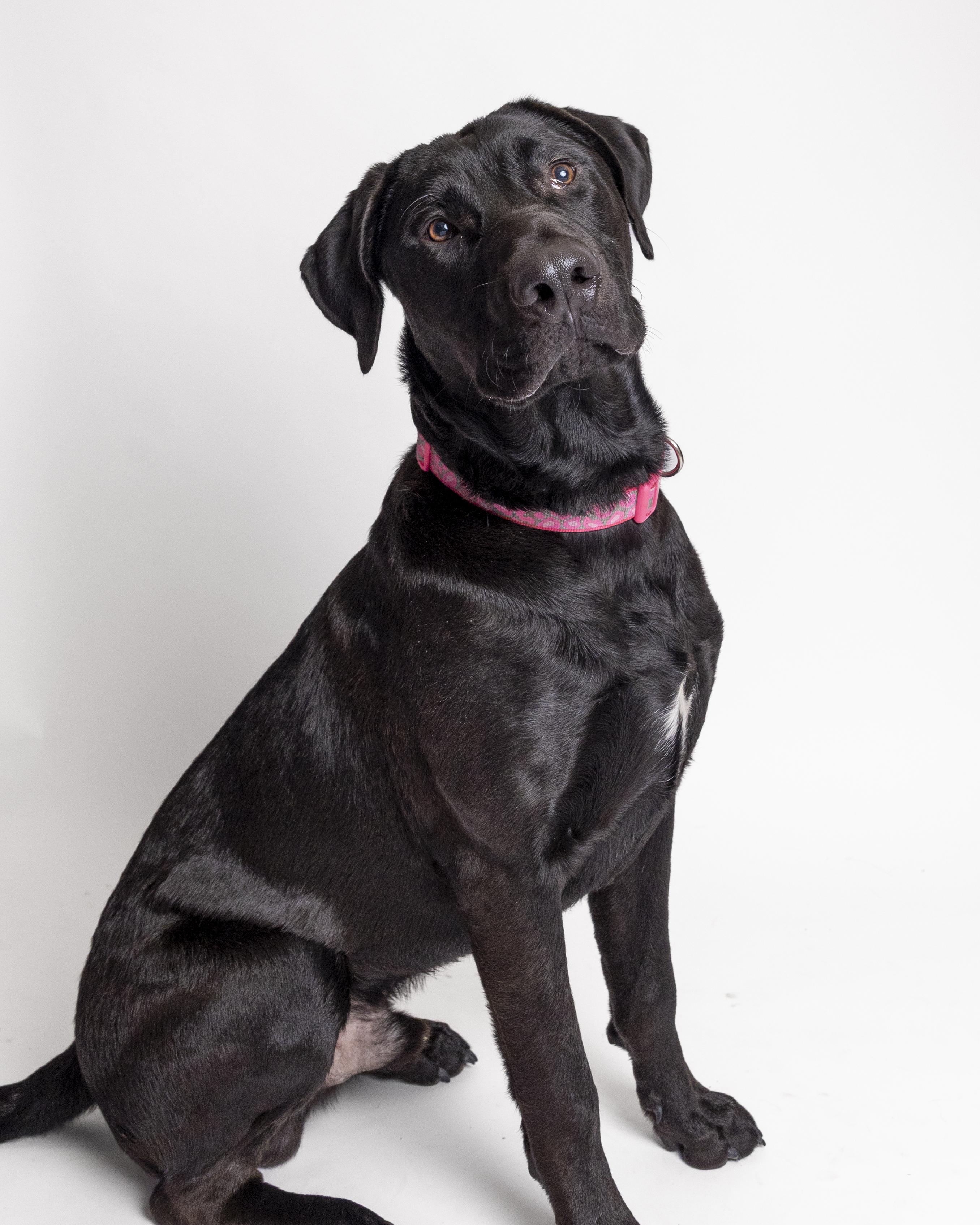 Grizzly, a Adoptable mixed breed in Bellingham, WA image 1/6