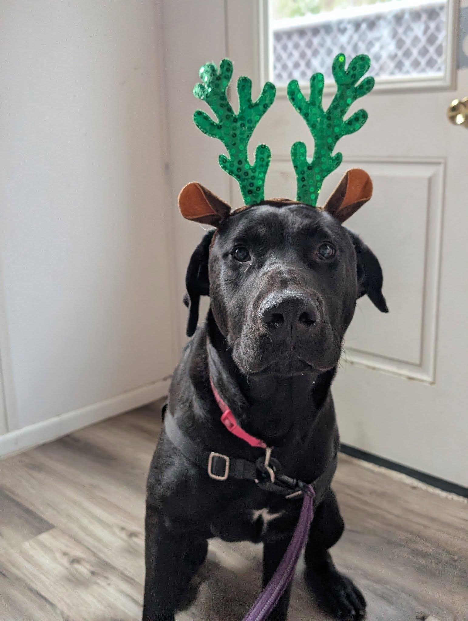 Grizzly, a Adoptable mixed breed in Bellingham, WA image 2/6