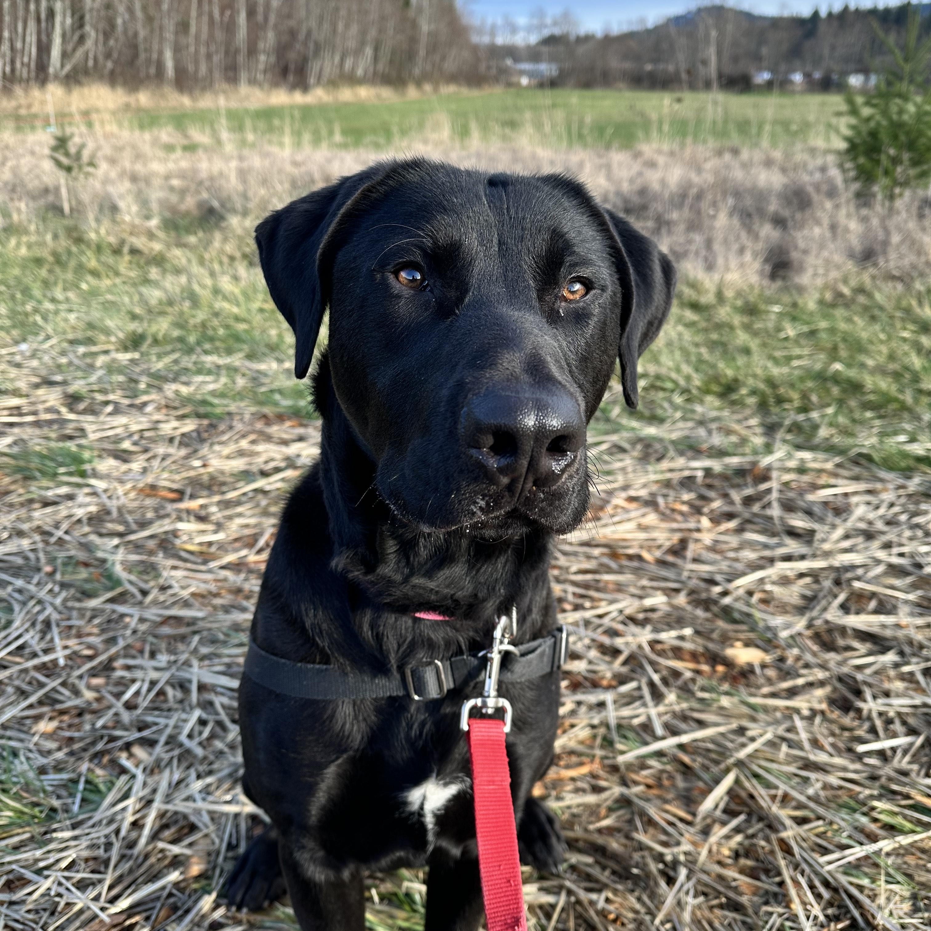 Enlarge Grizzly, an adopted mixed breed in Bellingham, WA image 1/6