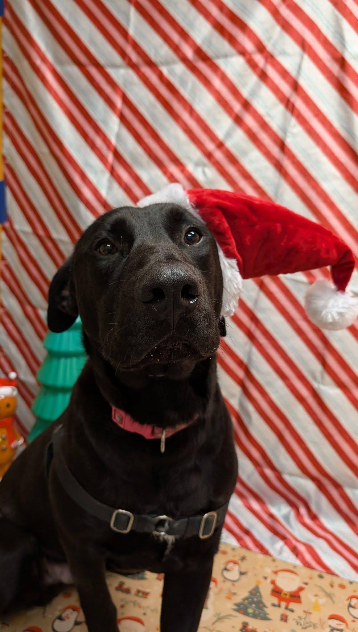 Grizzly, Adoptable, Young Male Mixed Breed.