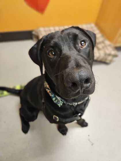 Grizzly, a Adoptable mixed breed in Bellingham, WA image 5/6