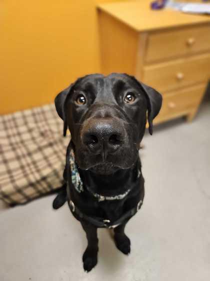Grizzly, a Adoptable mixed breed in Bellingham, WA image 6/6
