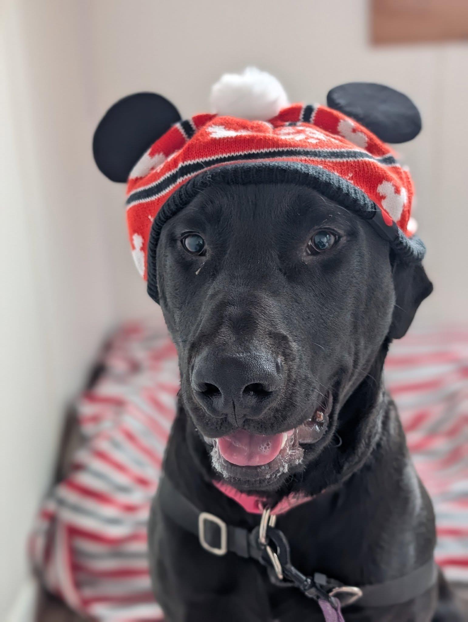 Grizzly, a Adoptable mixed breed in Bellingham, WA image 3/6