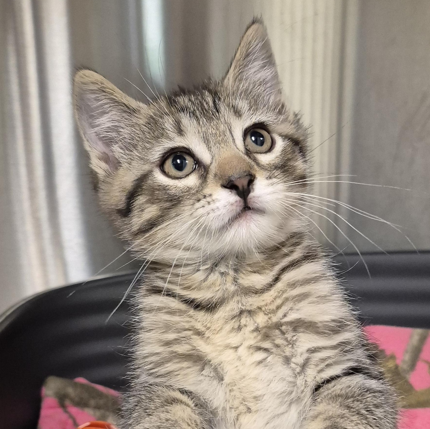 Jiminy Cricket, adopted, Kitten Male Domestic Short Hair.