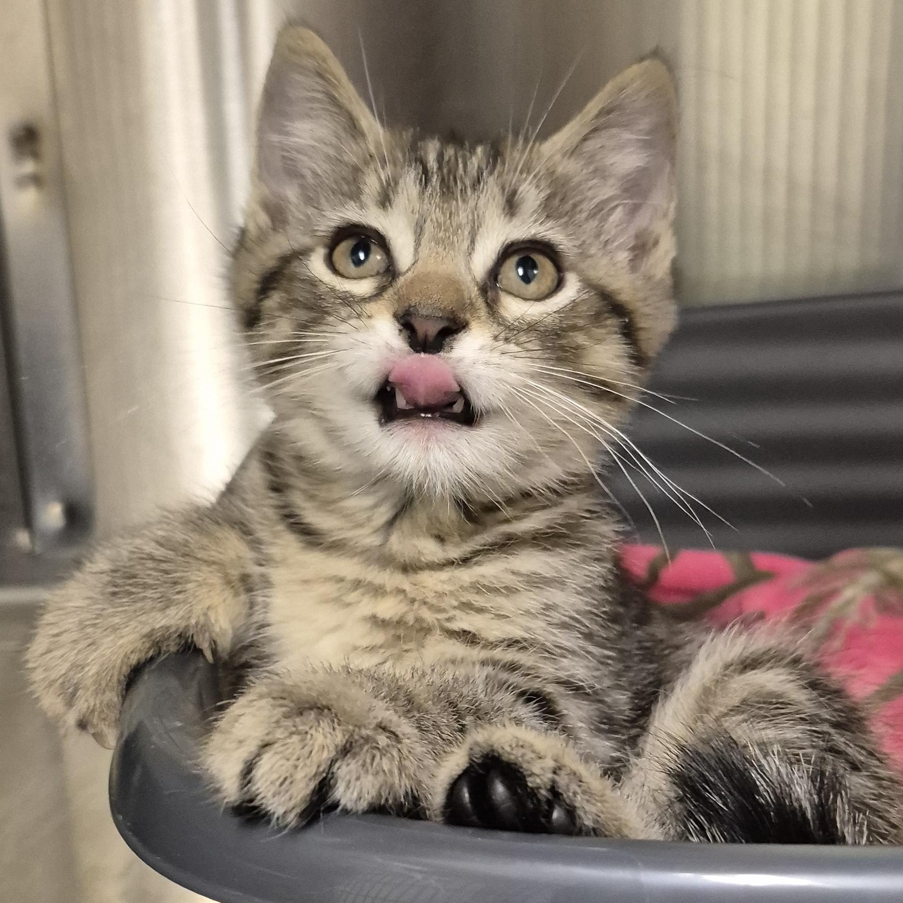 Jiminy Cricket, an adopted Domestic Short Hair in Tioga, PA image 2/6