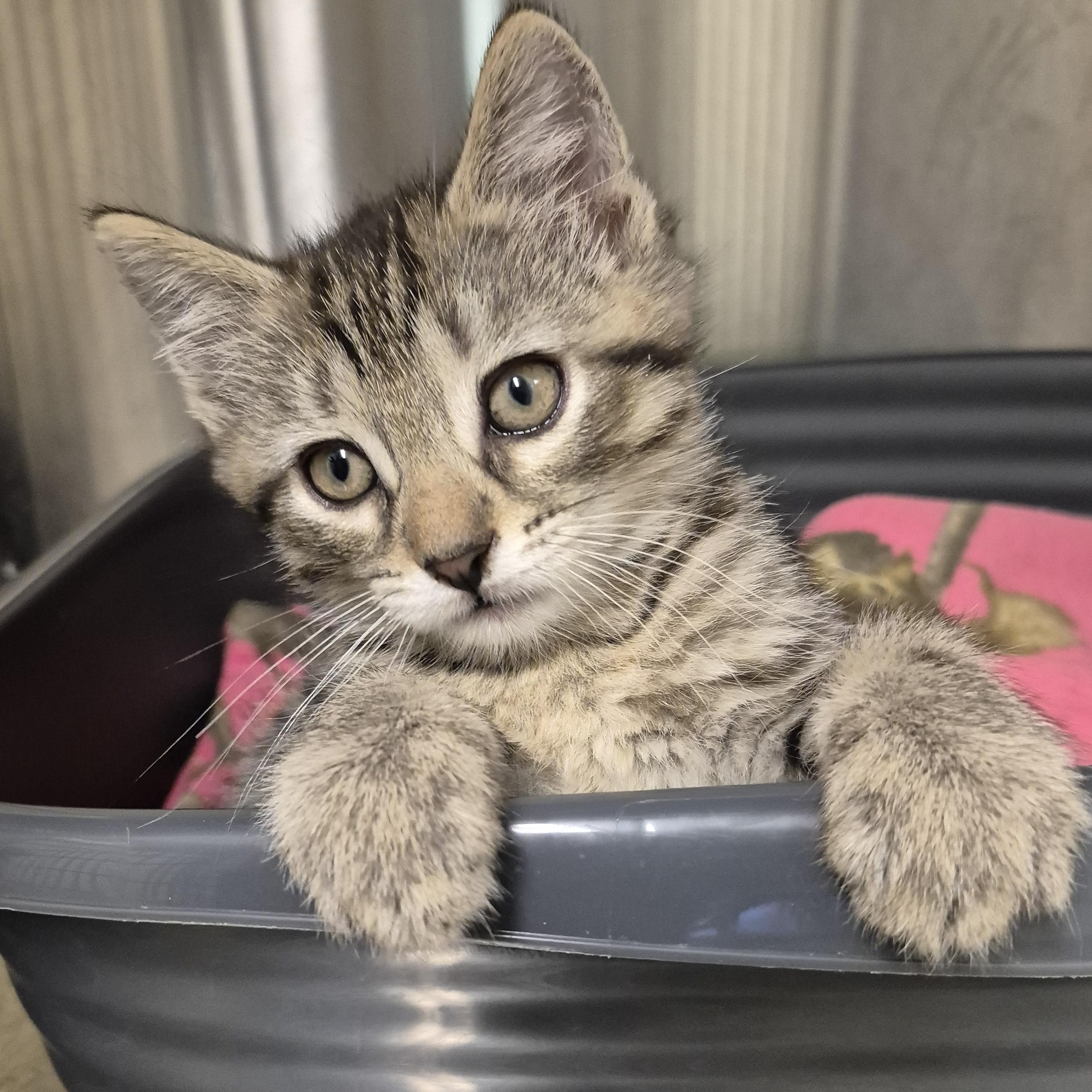 Jiminy Cricket, an adopted Domestic Short Hair in Tioga, PA image 3/6