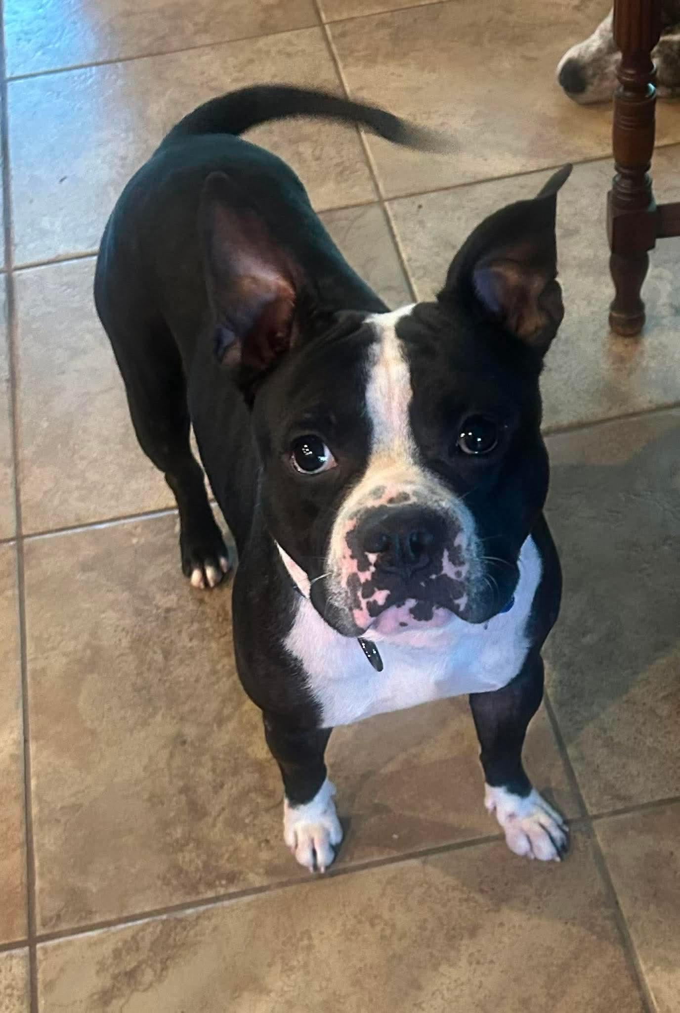 Emmitt, ADOPTABLE, Adult Male Boston Terrier & Pit Bull Terrier.