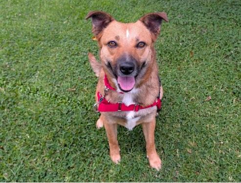 MARINA, Adoptable, Young Female German Shepherd Dog.