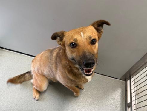 Enlarge MARINA, a Adoptable mixed breed in San Clemente, CA image 4/4