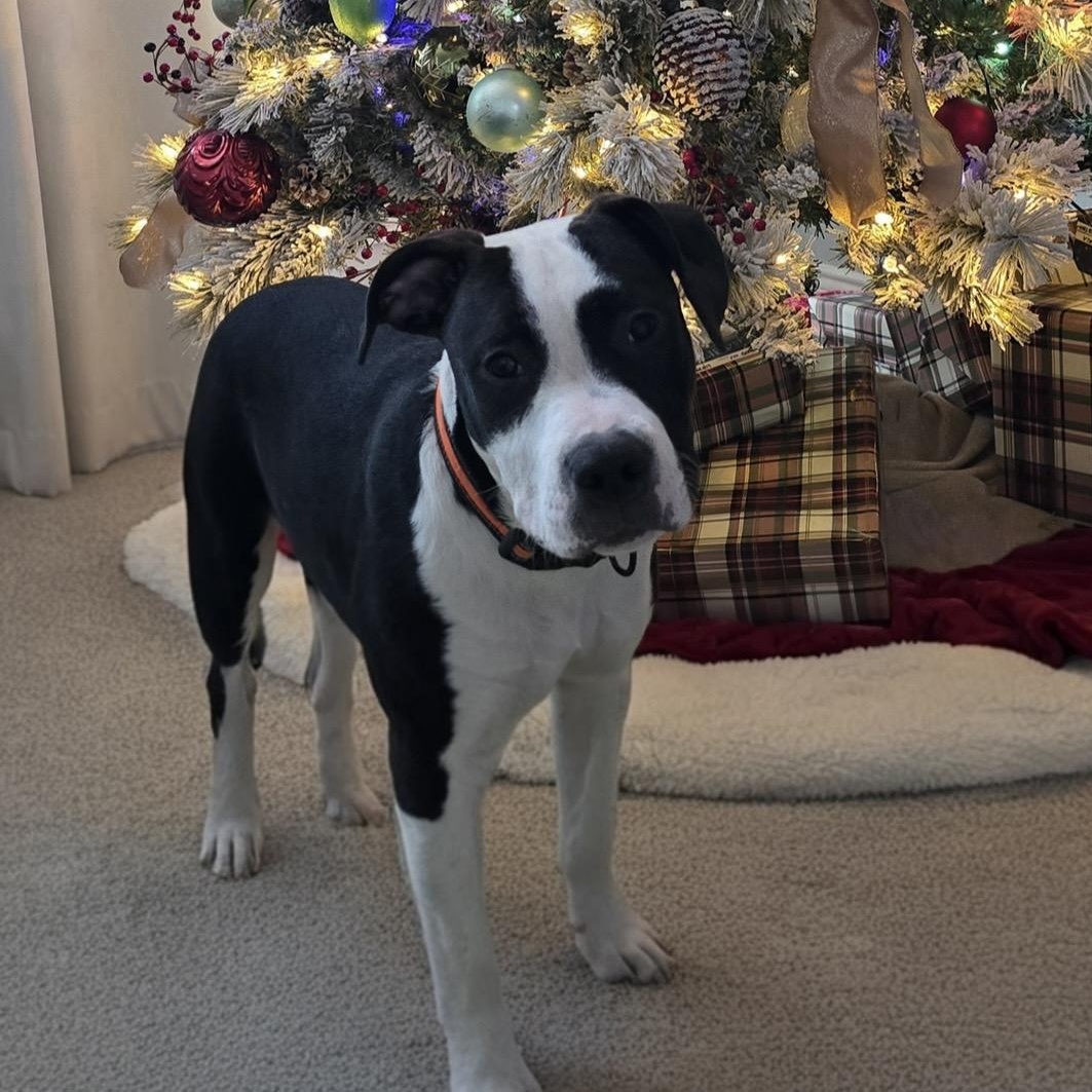 Enlarge Arty, a Adoptable mixed breed in Krum, TX image 2/6