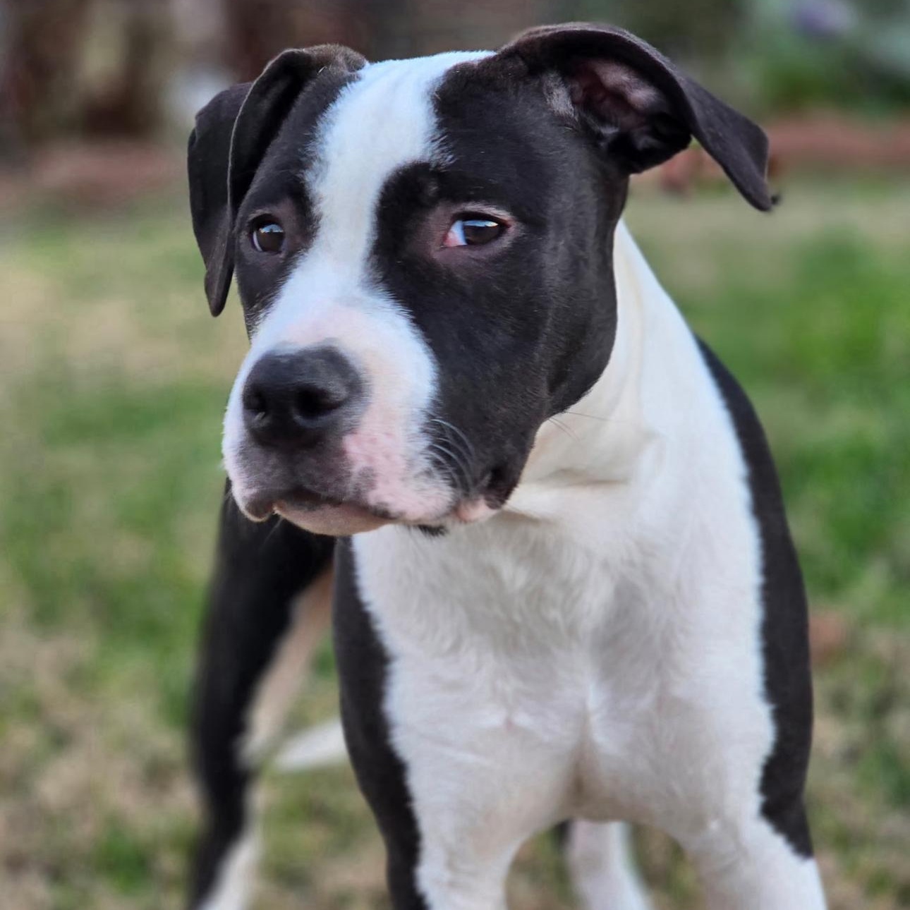 Enlarge Arty, a Adoptable mixed breed in Krum, TX image 5/6