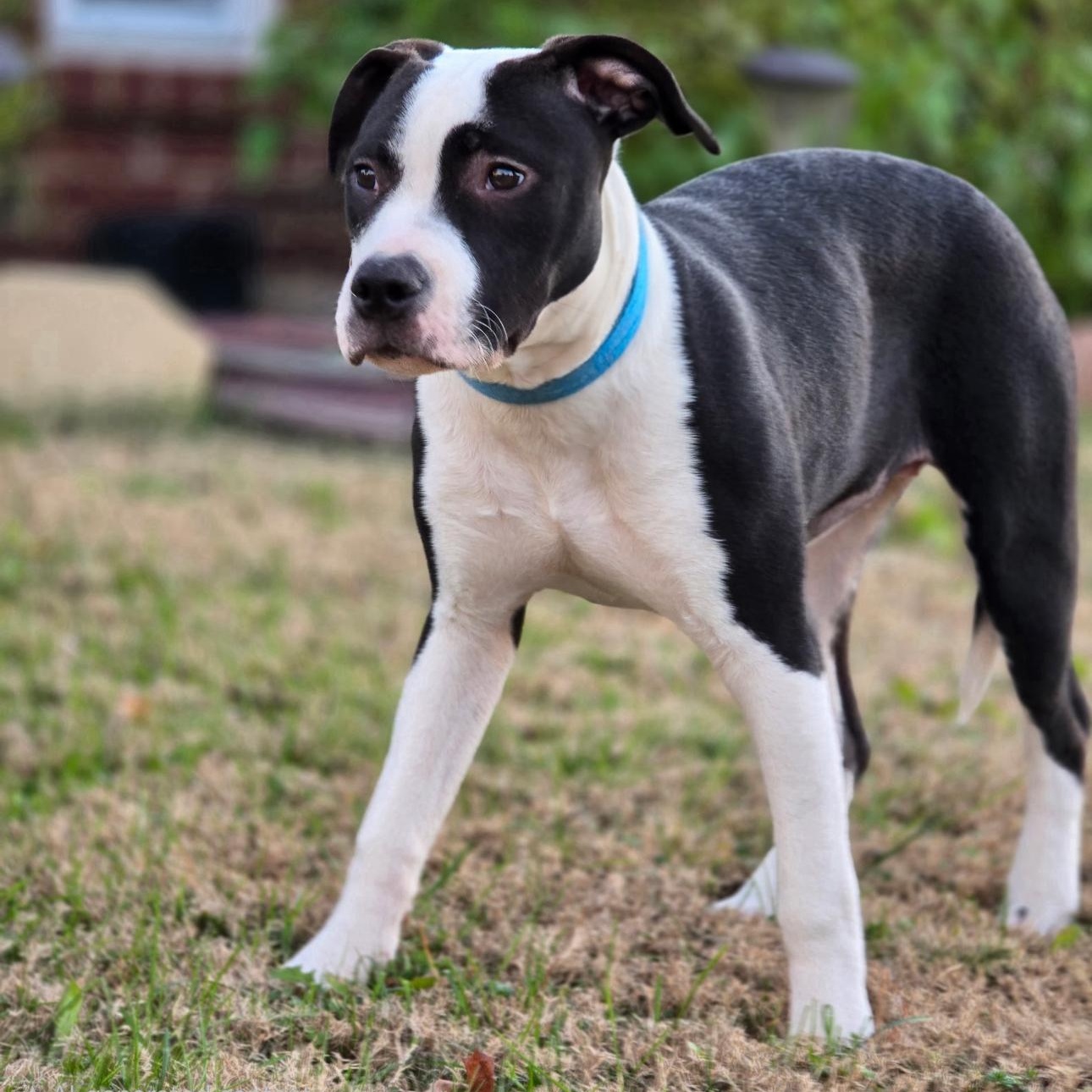 Enlarge Arty, a Adoptable mixed breed in Krum, TX image 6/6