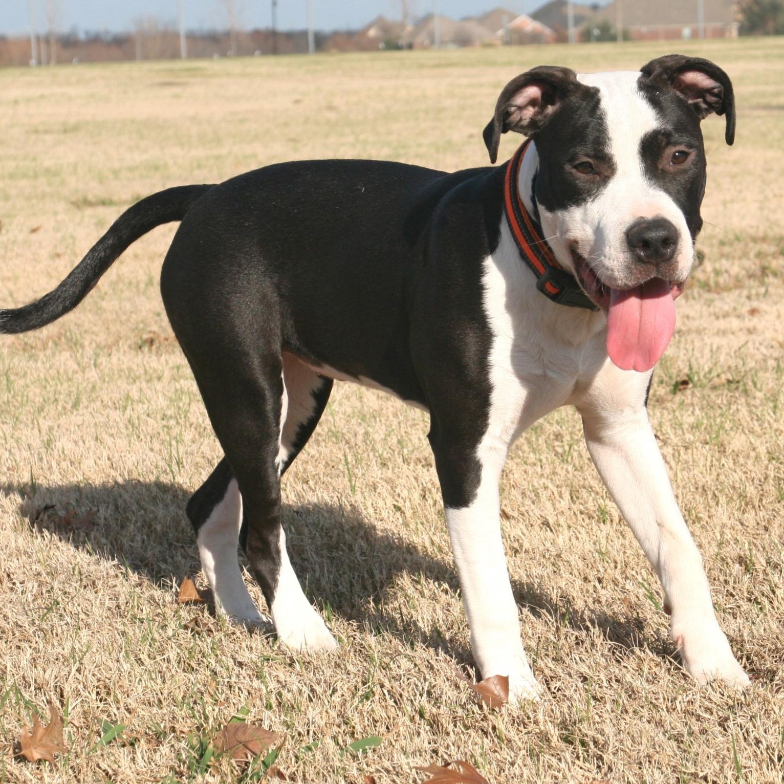 Enlarge Arty, a Adoptable mixed breed in Krum, TX image 3/6