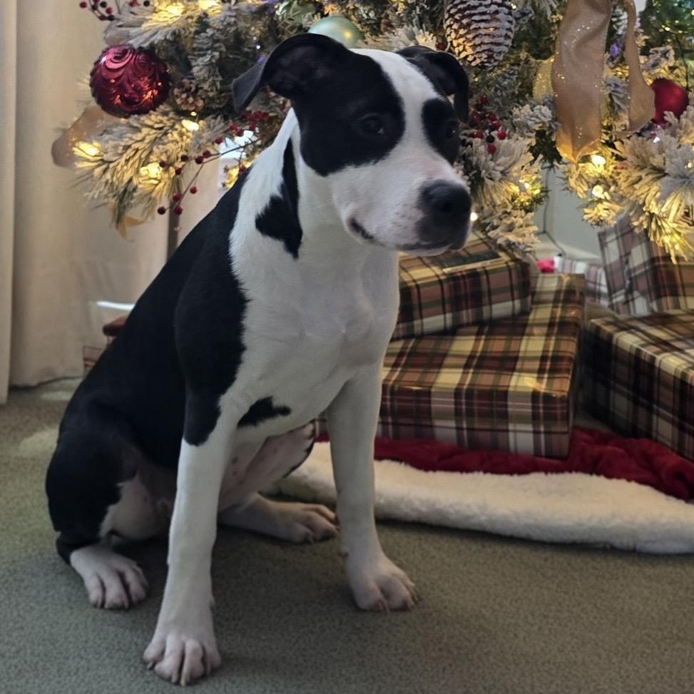 Enlarge Arty, a Adoptable mixed breed in Krum, TX image 4/6