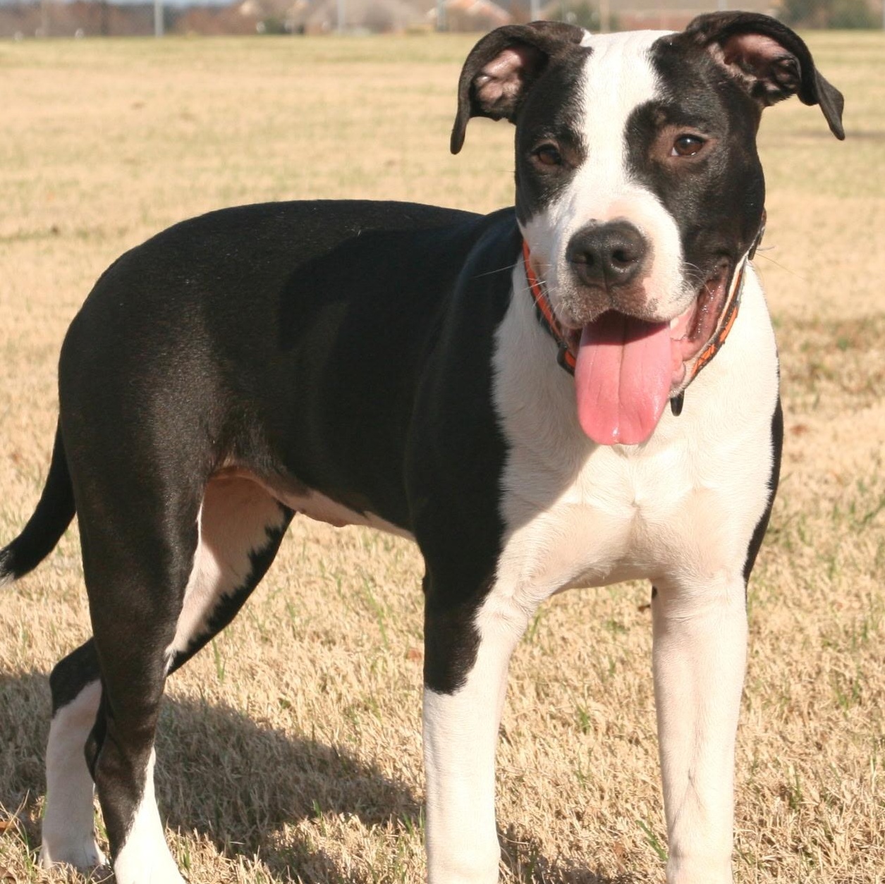Enlarge Arty, a Adoptable mixed breed in Krum, TX image 1/6