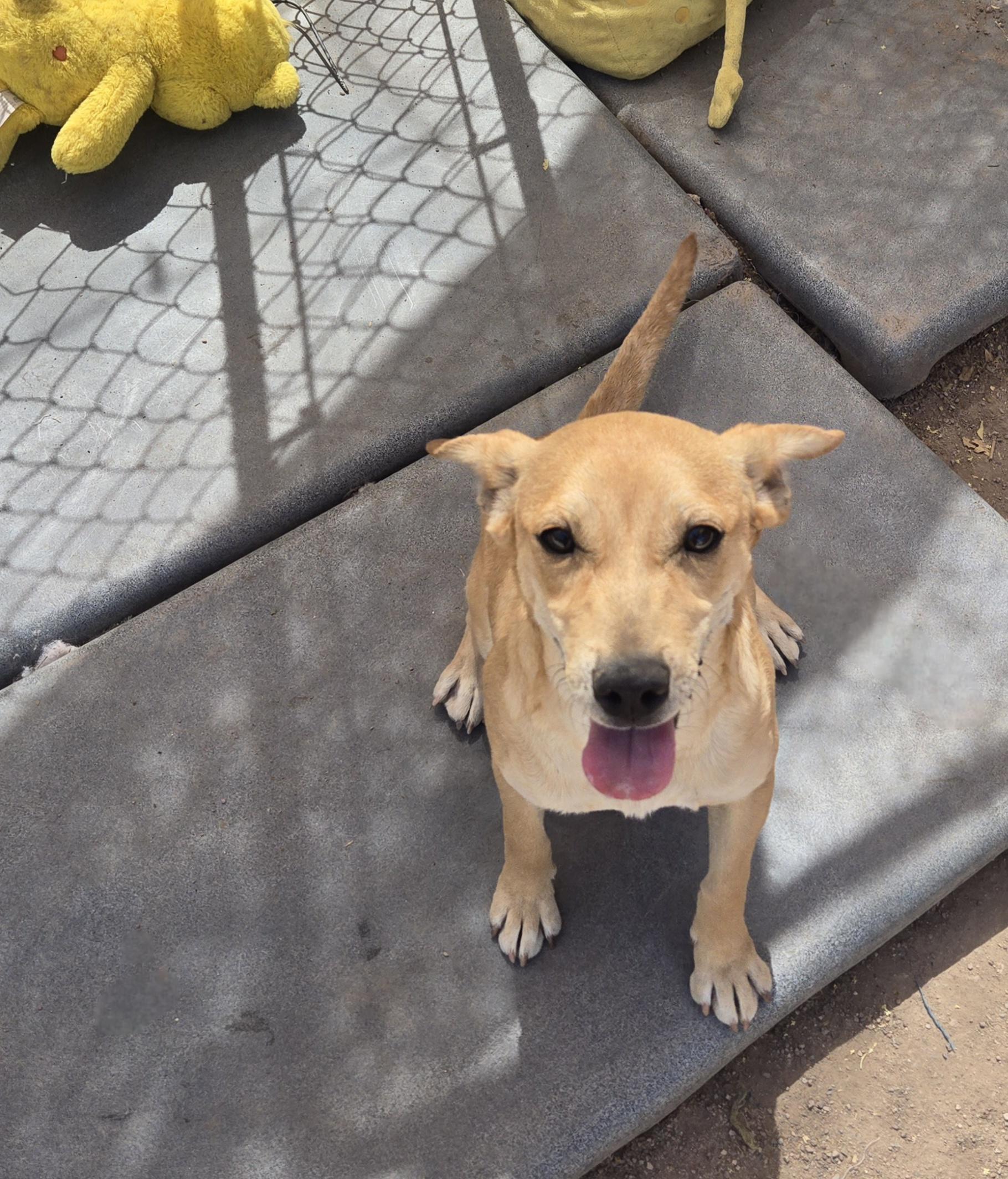 Enlarge Tia, an adopted Mixed Breed in Nogales, AZ image 3/5