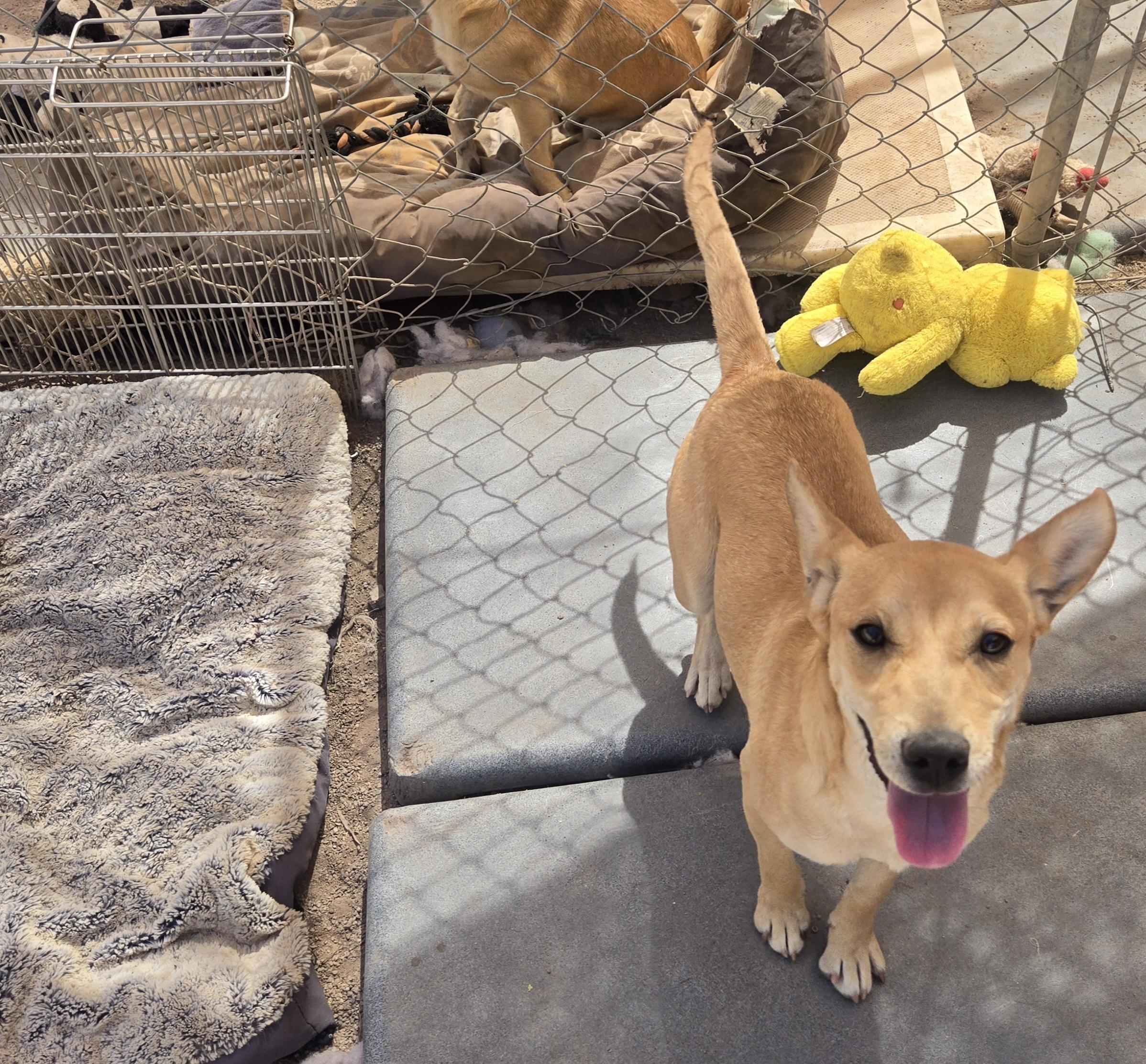 Tia, adopted, Adult Female Mixed Breed.