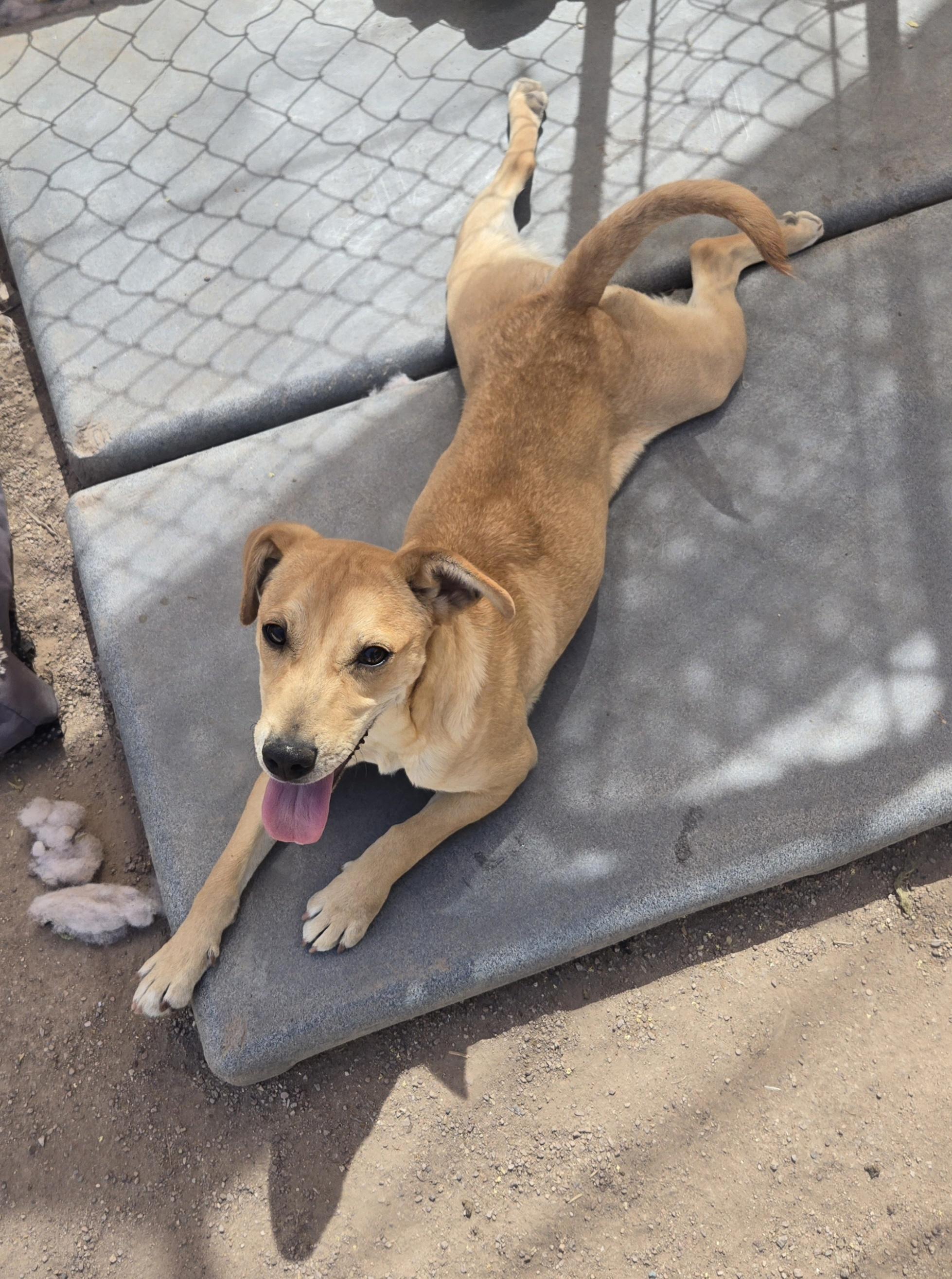 Enlarge Tia, an adopted Mixed Breed in Nogales, AZ image 5/5