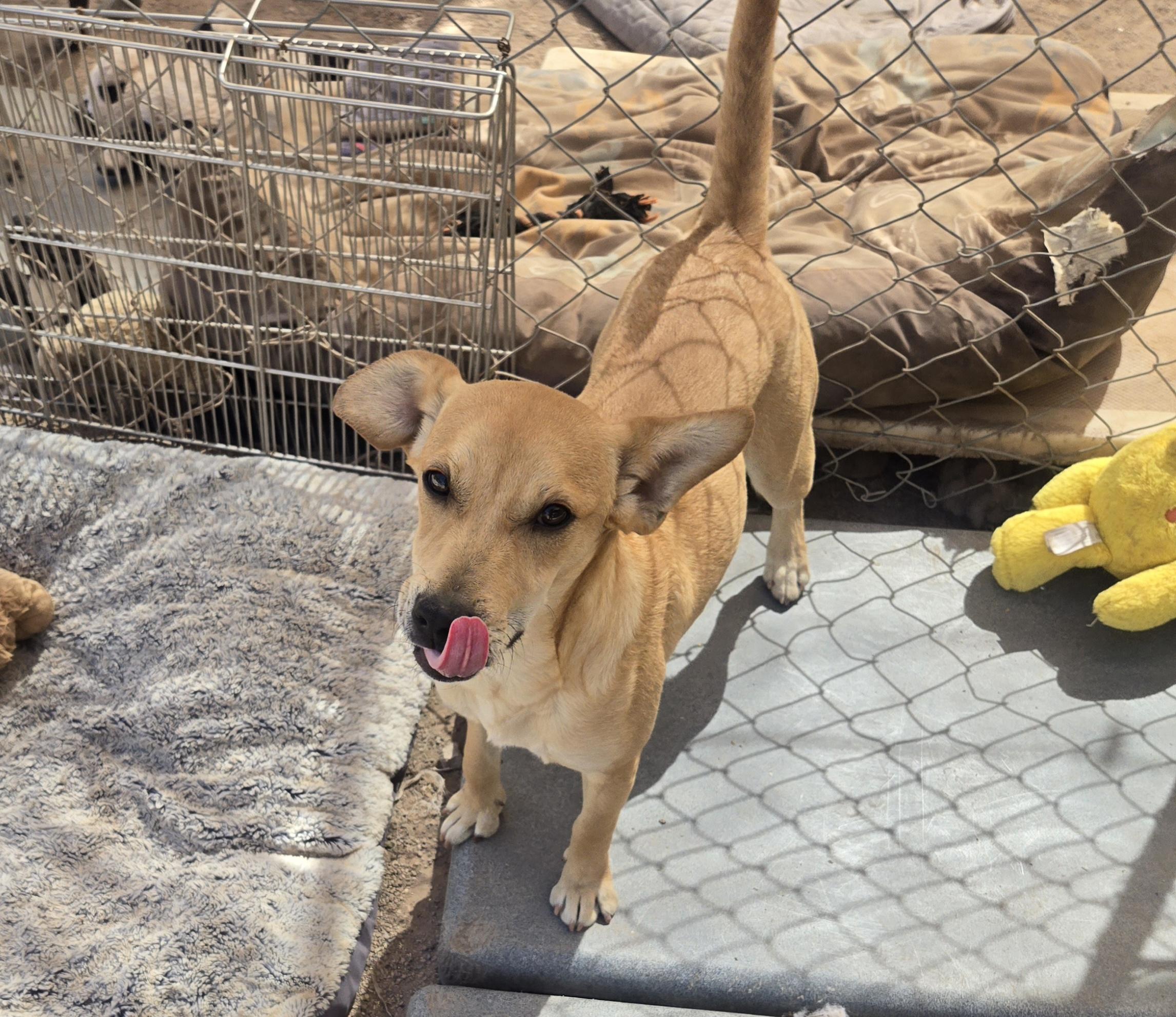 Enlarge Tia, an adopted Mixed Breed in Nogales, AZ image 2/5