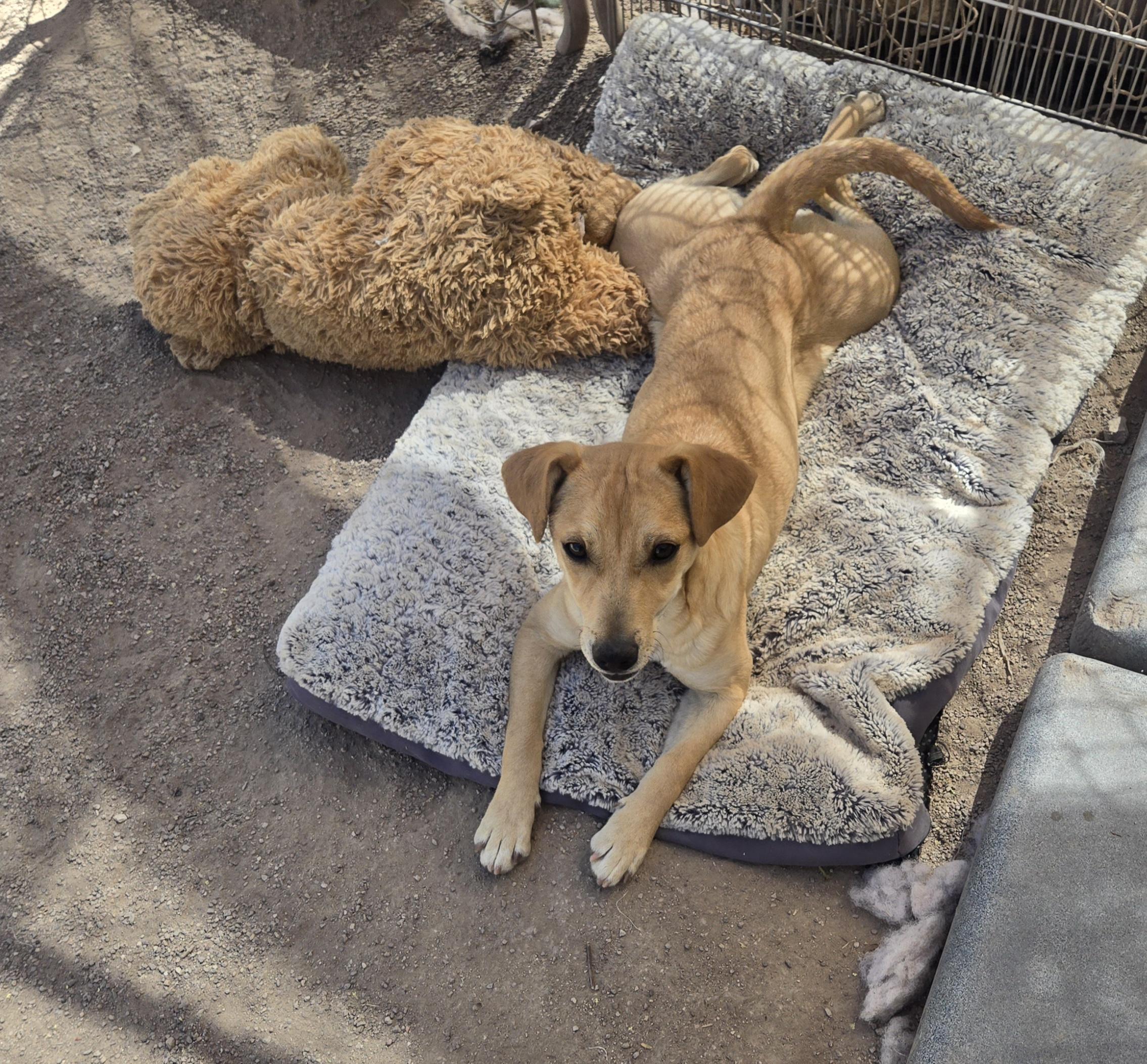 Enlarge Tia, an adopted Mixed Breed in Nogales, AZ image 4/5