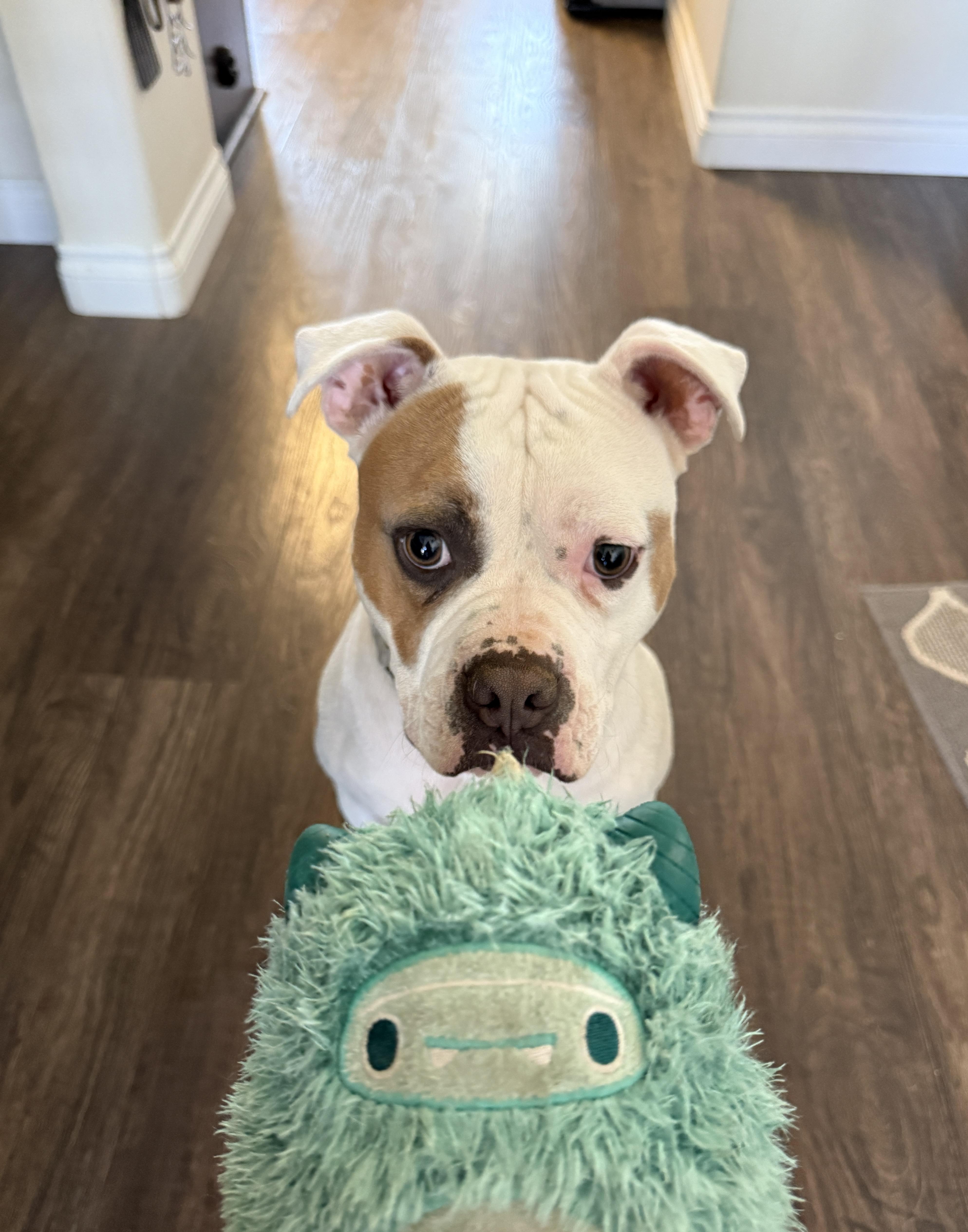 Guerro, a ADOPTABLE mixed breed in Murrieta, CA image 6/6