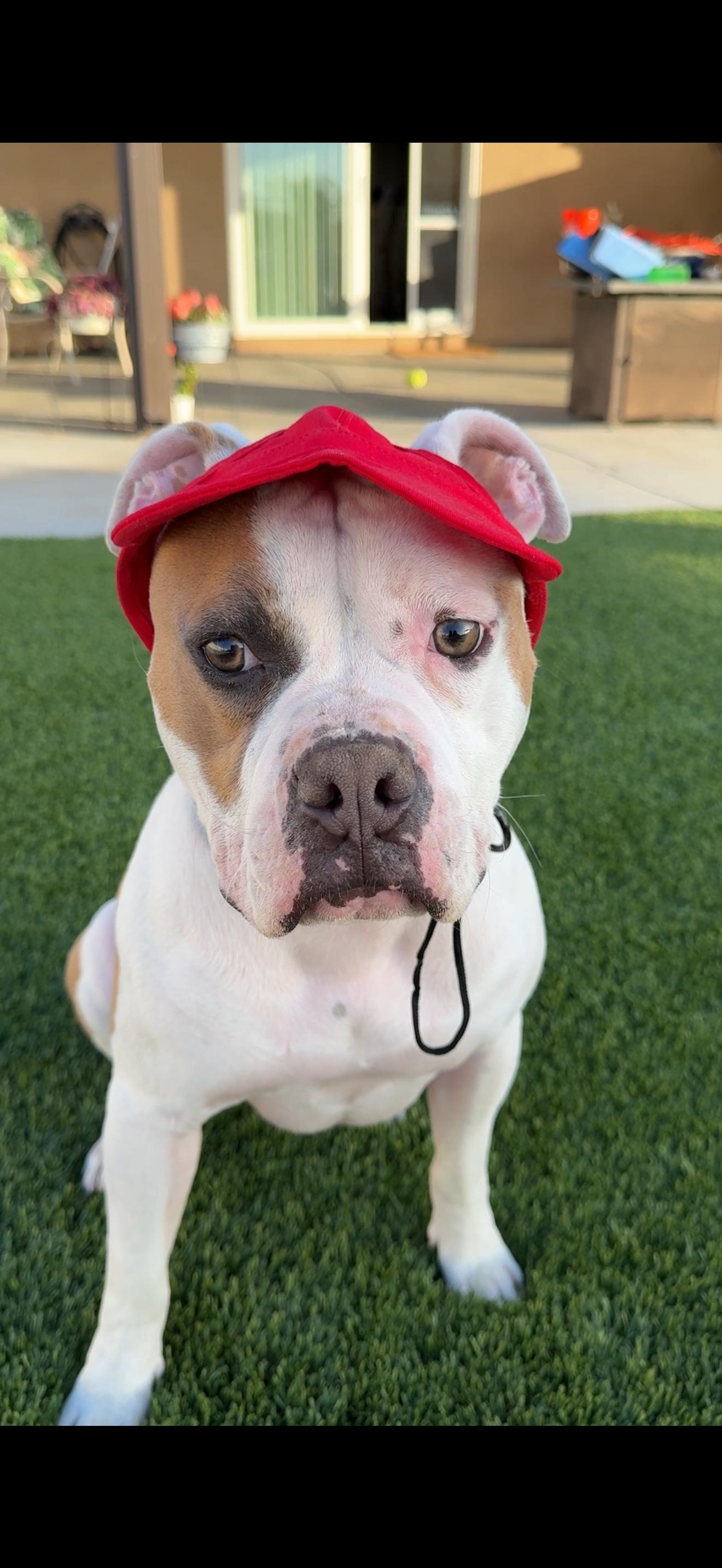 Enlarge Guerro, a Adoptable mixed breed in Murrieta, CA image 6/6