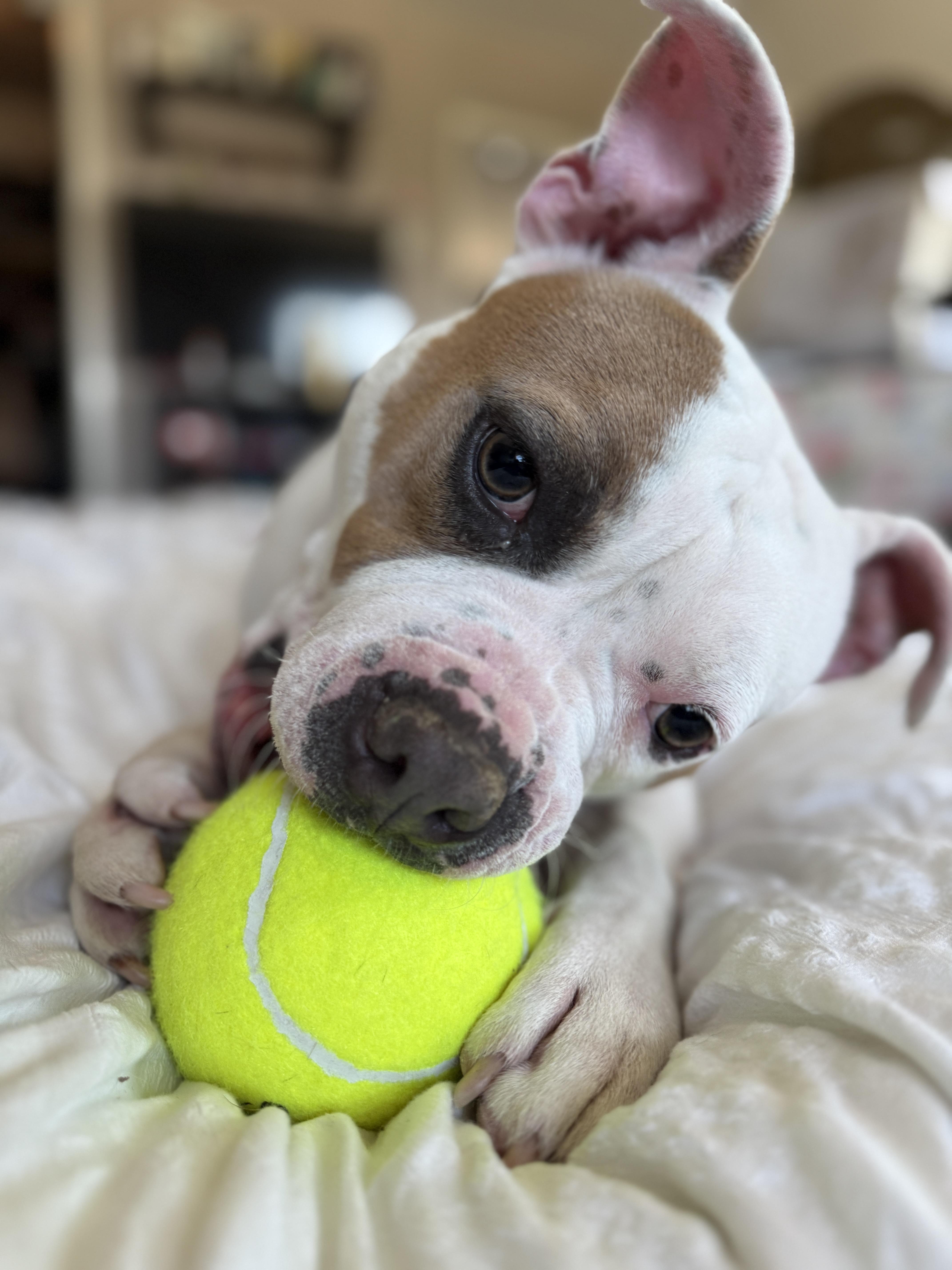 Enlarge Guerro, a Adoptable mixed breed in Murrieta, CA image 2/6