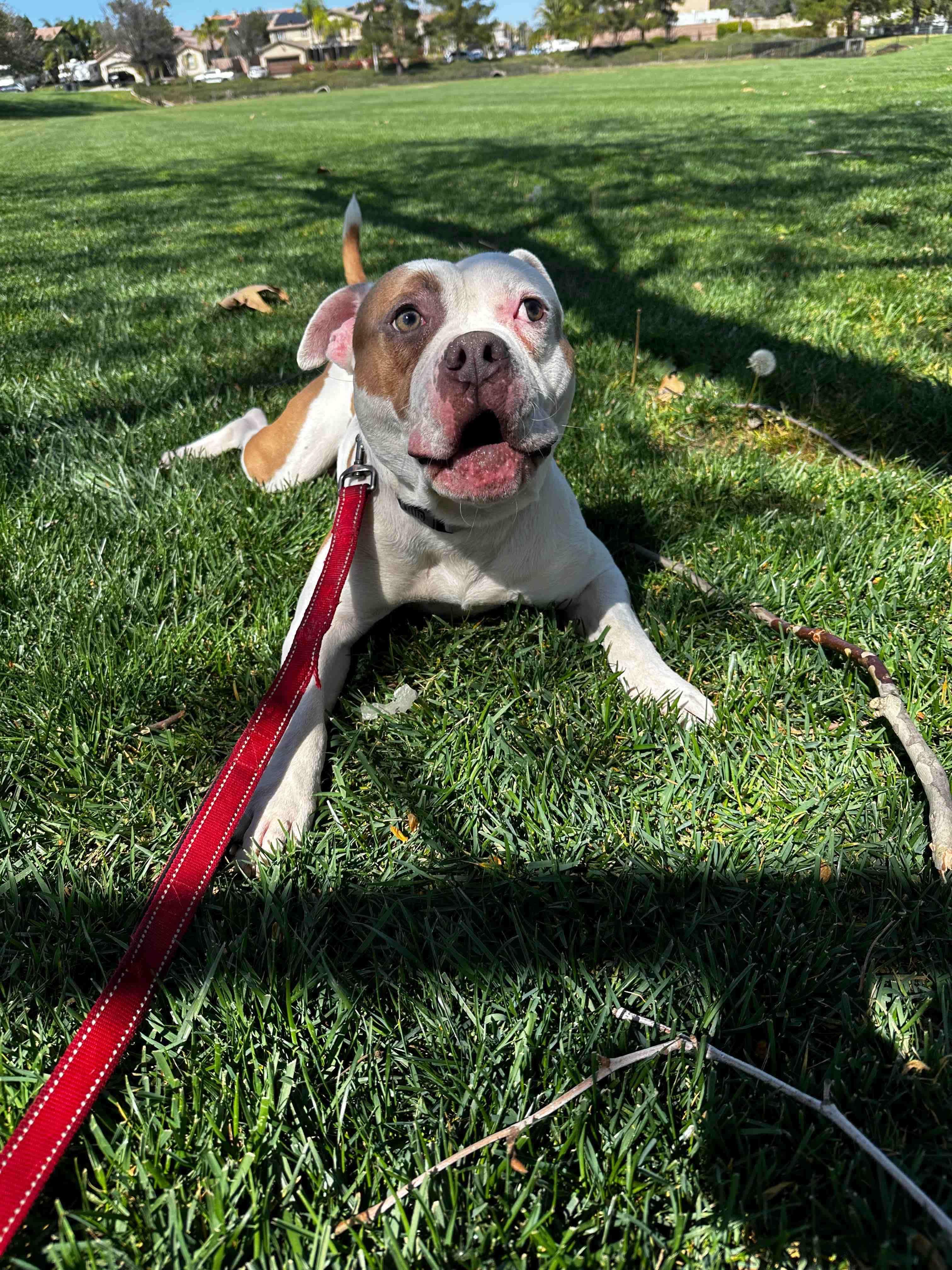 Enlarge Guerro, a ADOPTABLE mixed breed in Murrieta, CA image 5/6