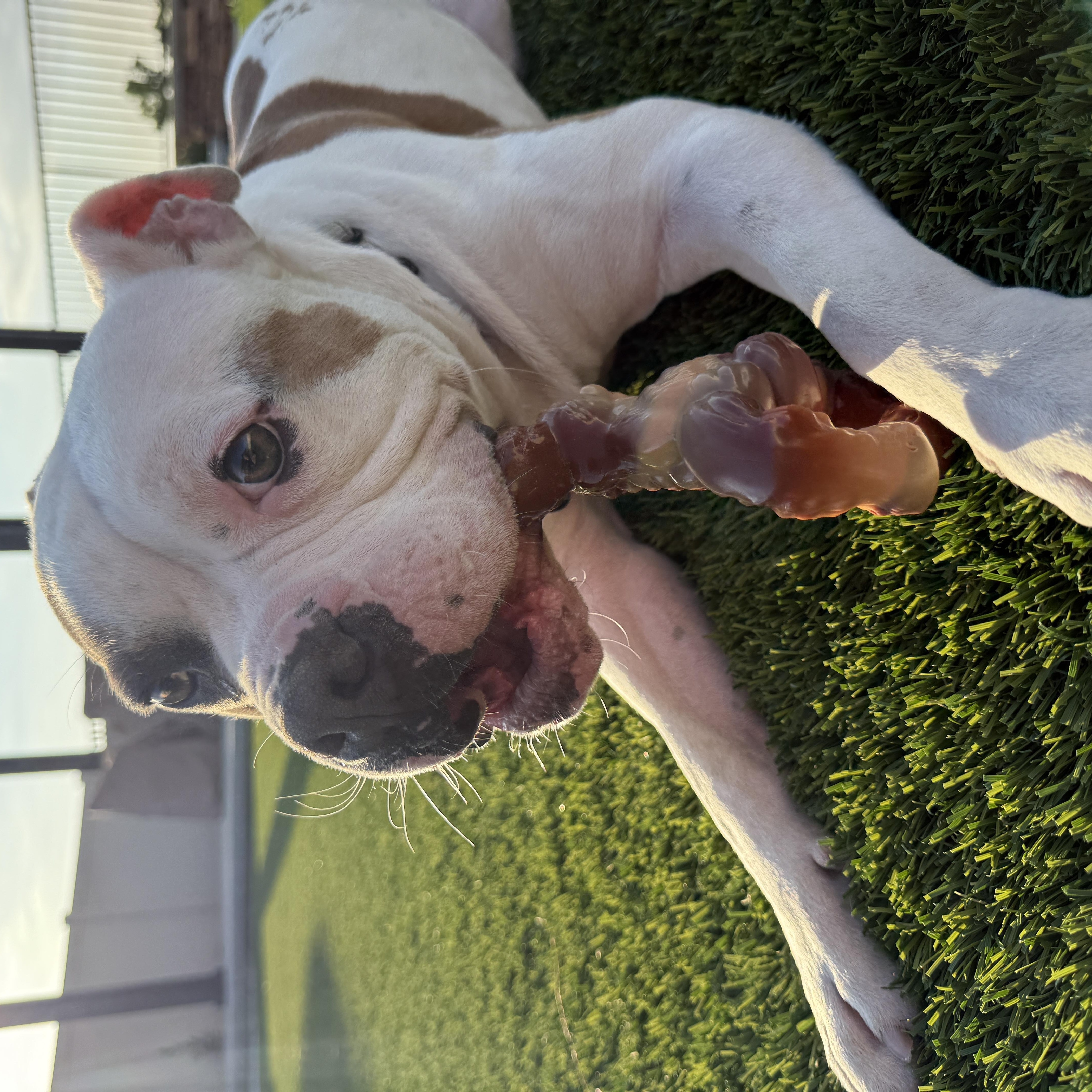 Enlarge Guerro, a Adoptable mixed breed in Murrieta, CA image 5/6