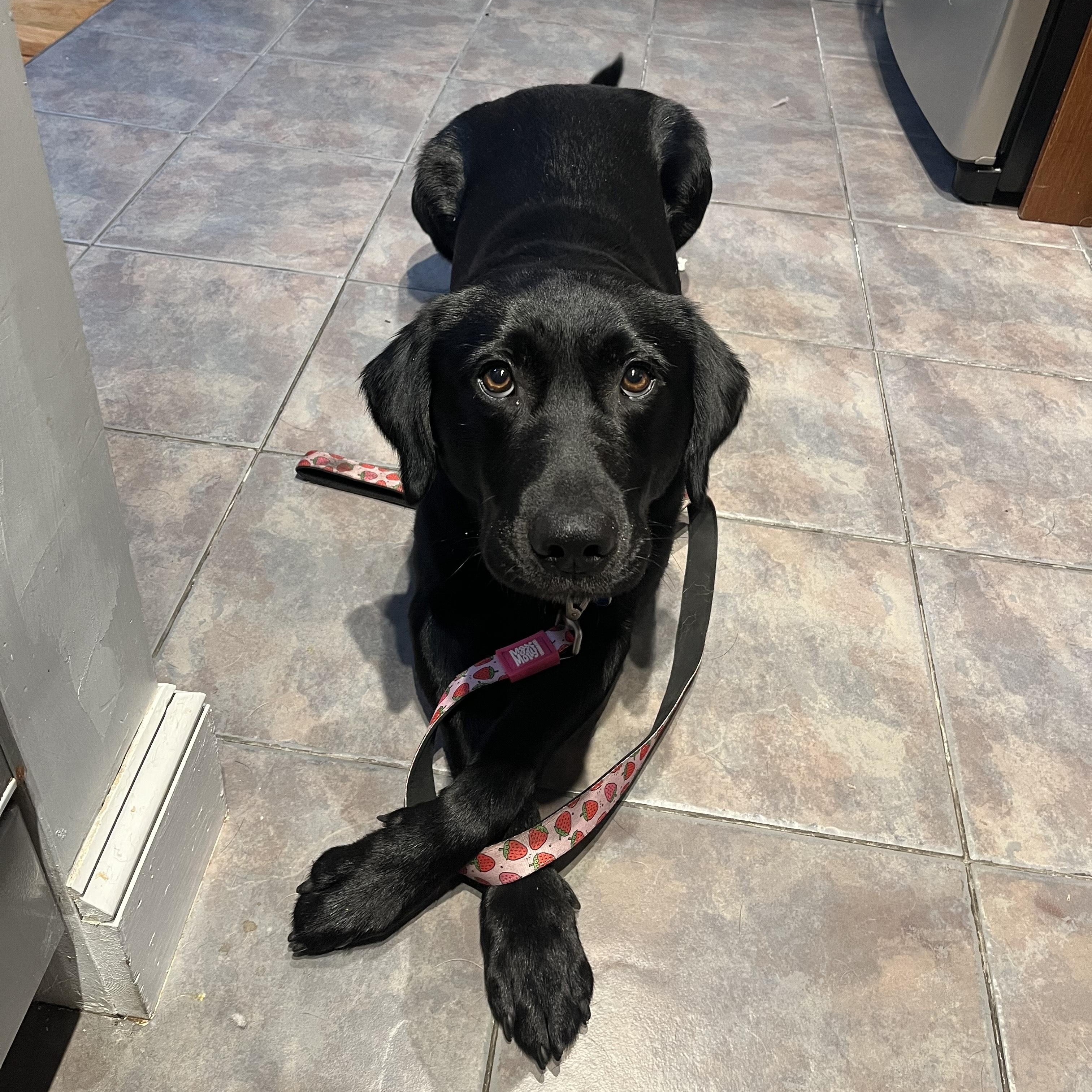 Enlarge Max, an adopted Black Labrador Retriever in Jersey city, NJ image 1/4