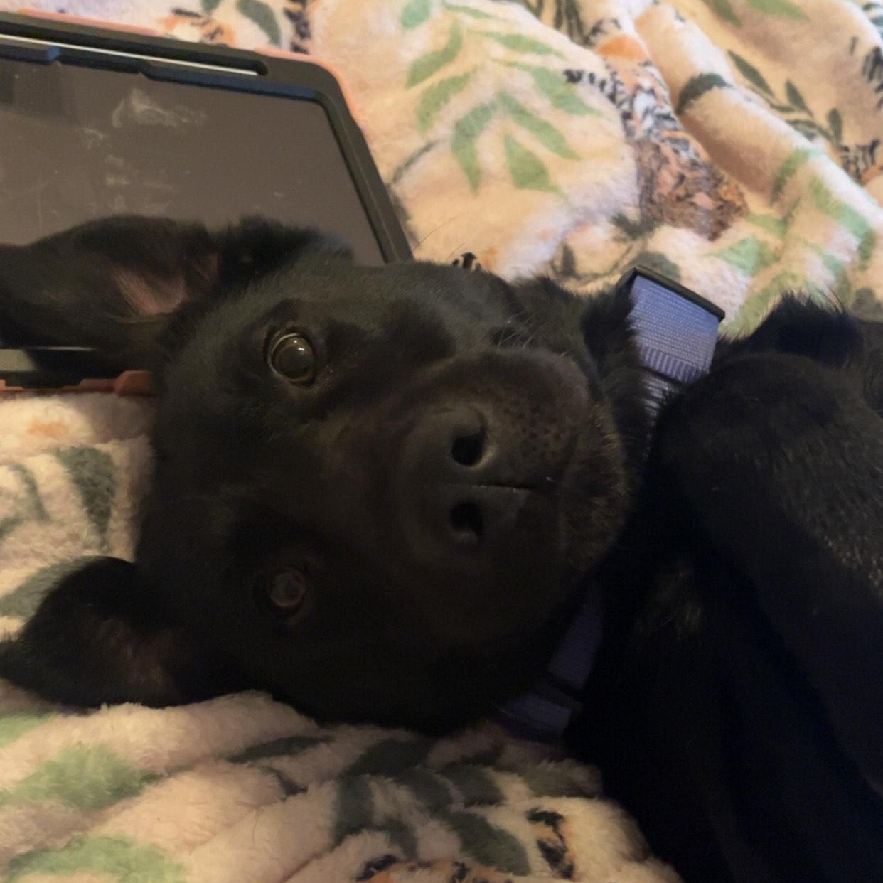 Enlarge Max, an adopted Black Labrador Retriever in Jersey city, NJ image 2/4