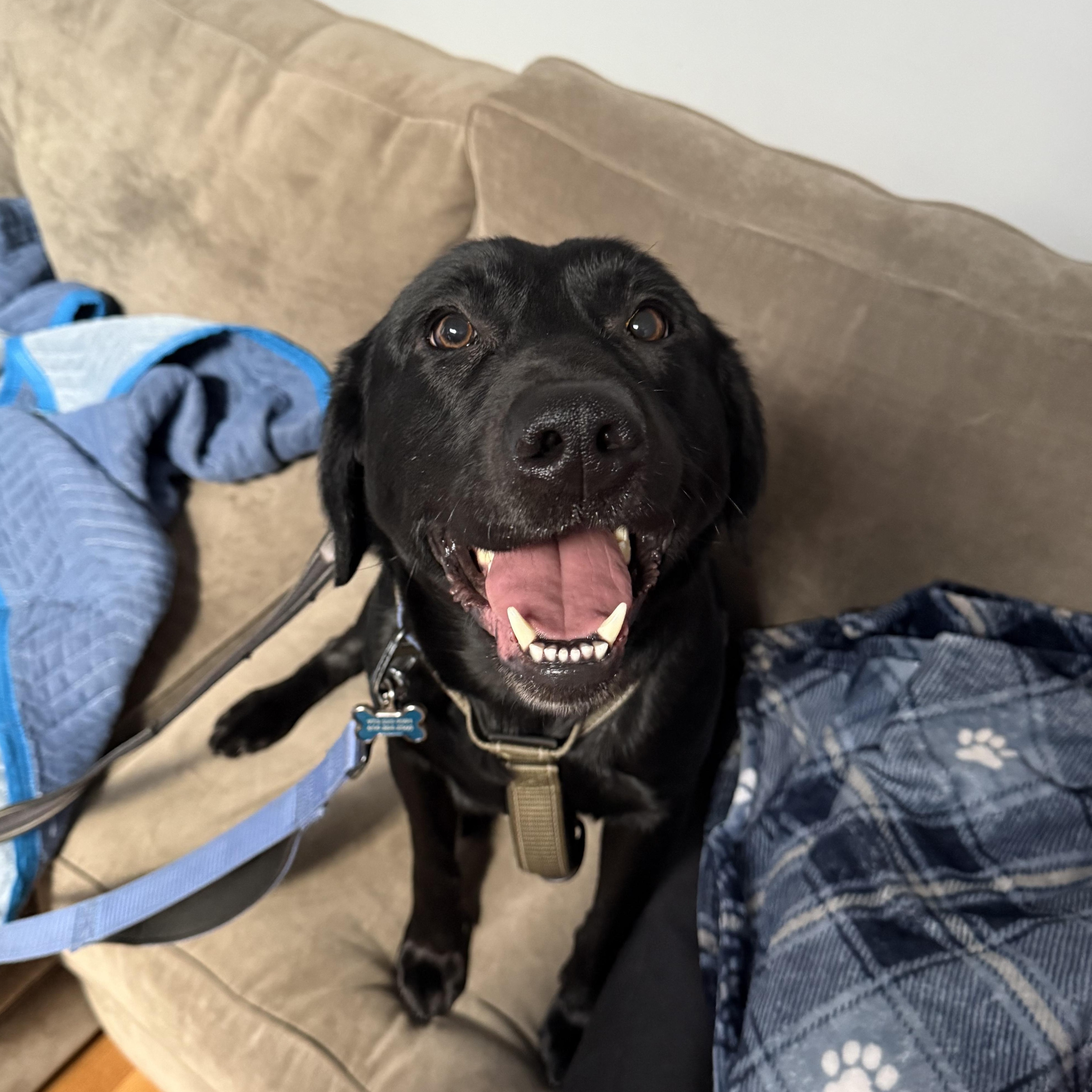 Enlarge Max, an adopted Black Labrador Retriever in Jersey city, NJ image 4/4