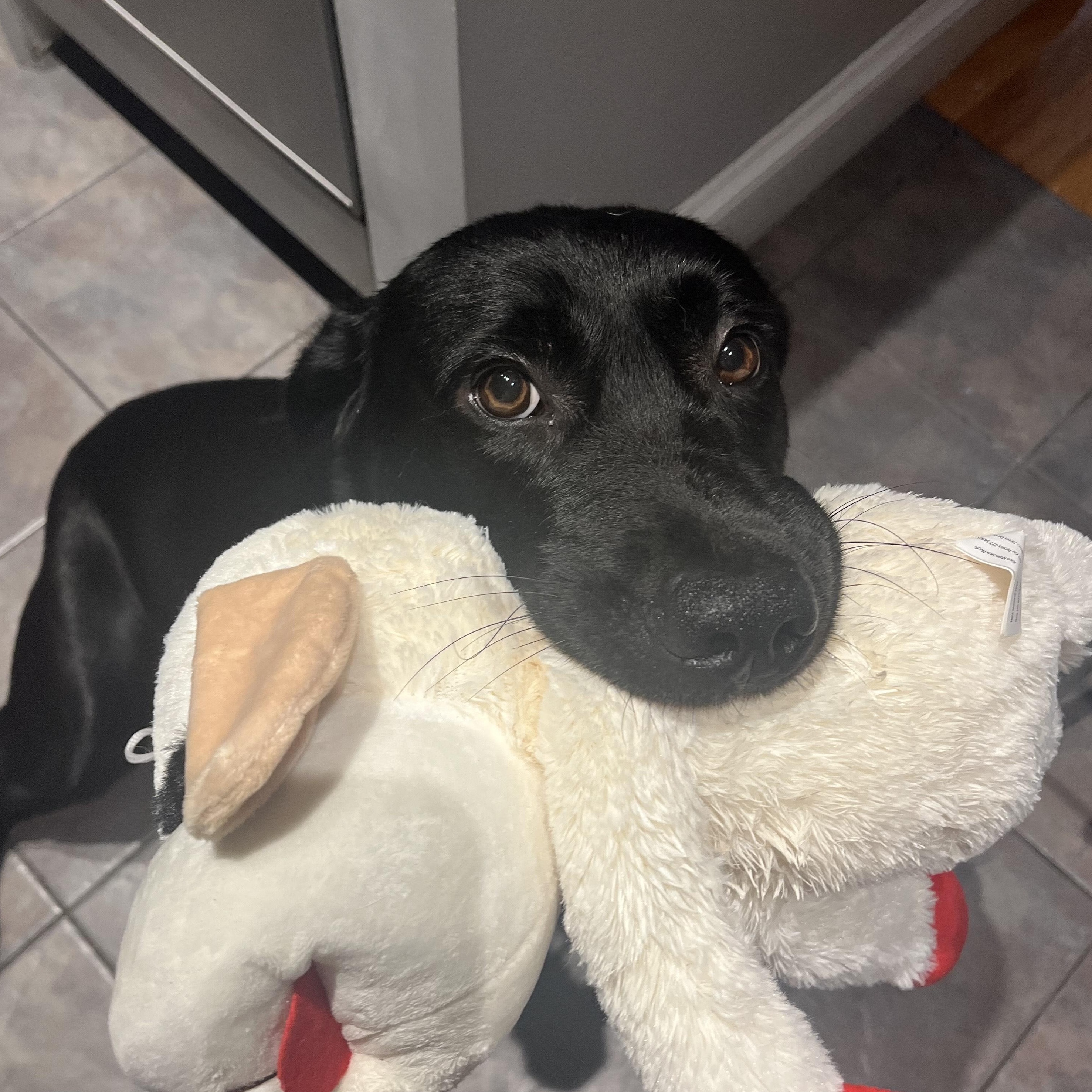 Enlarge Max, an adopted Black Labrador Retriever in Jersey city, NJ image 3/4