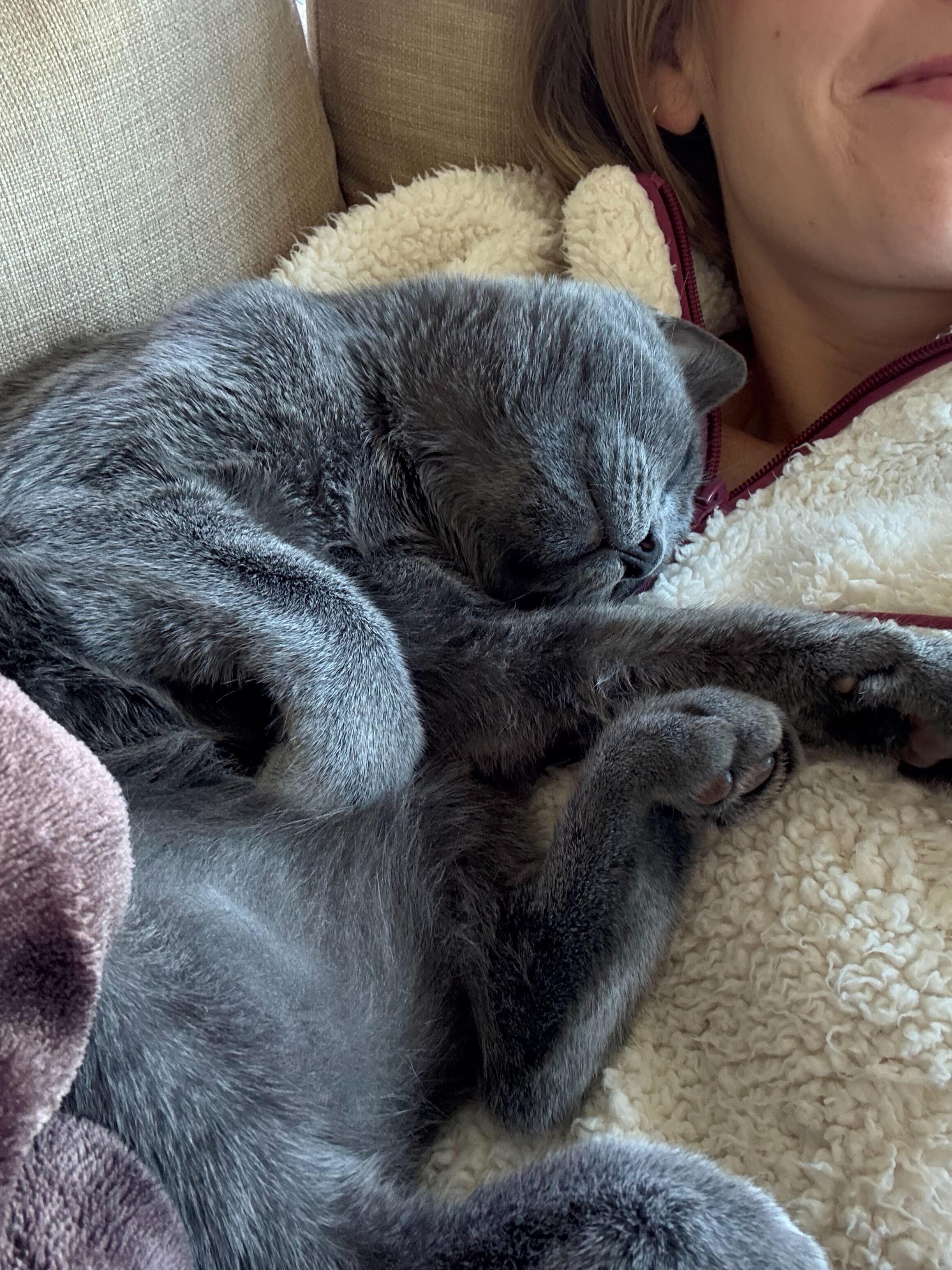 Curry and Coriander, an adoptable Domestic Short Hair in Seattle, WA image 1/6