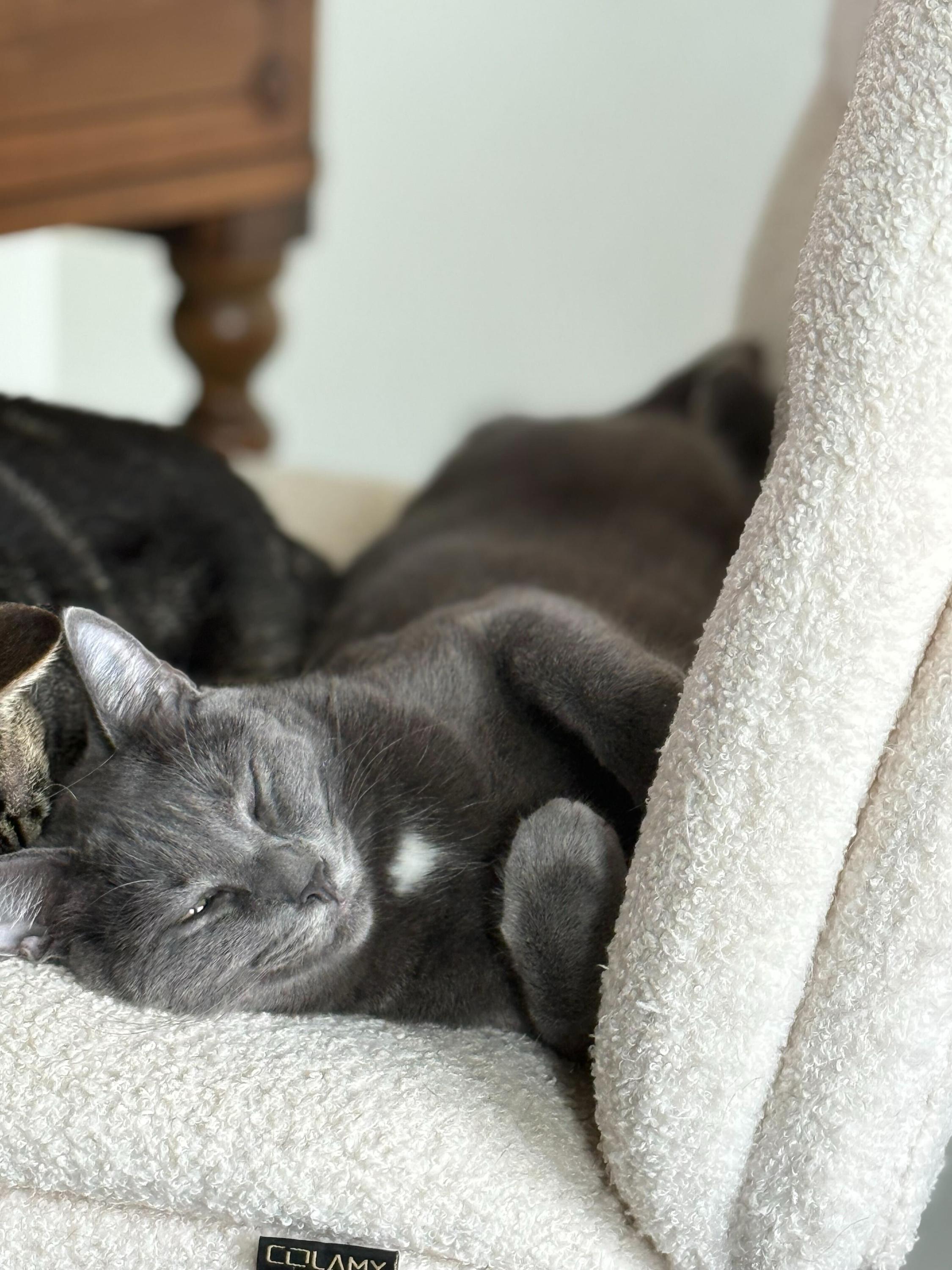 Enlarge Curry and Coriander, a other Domestic Short Hair in Seattle, WA image 4/6