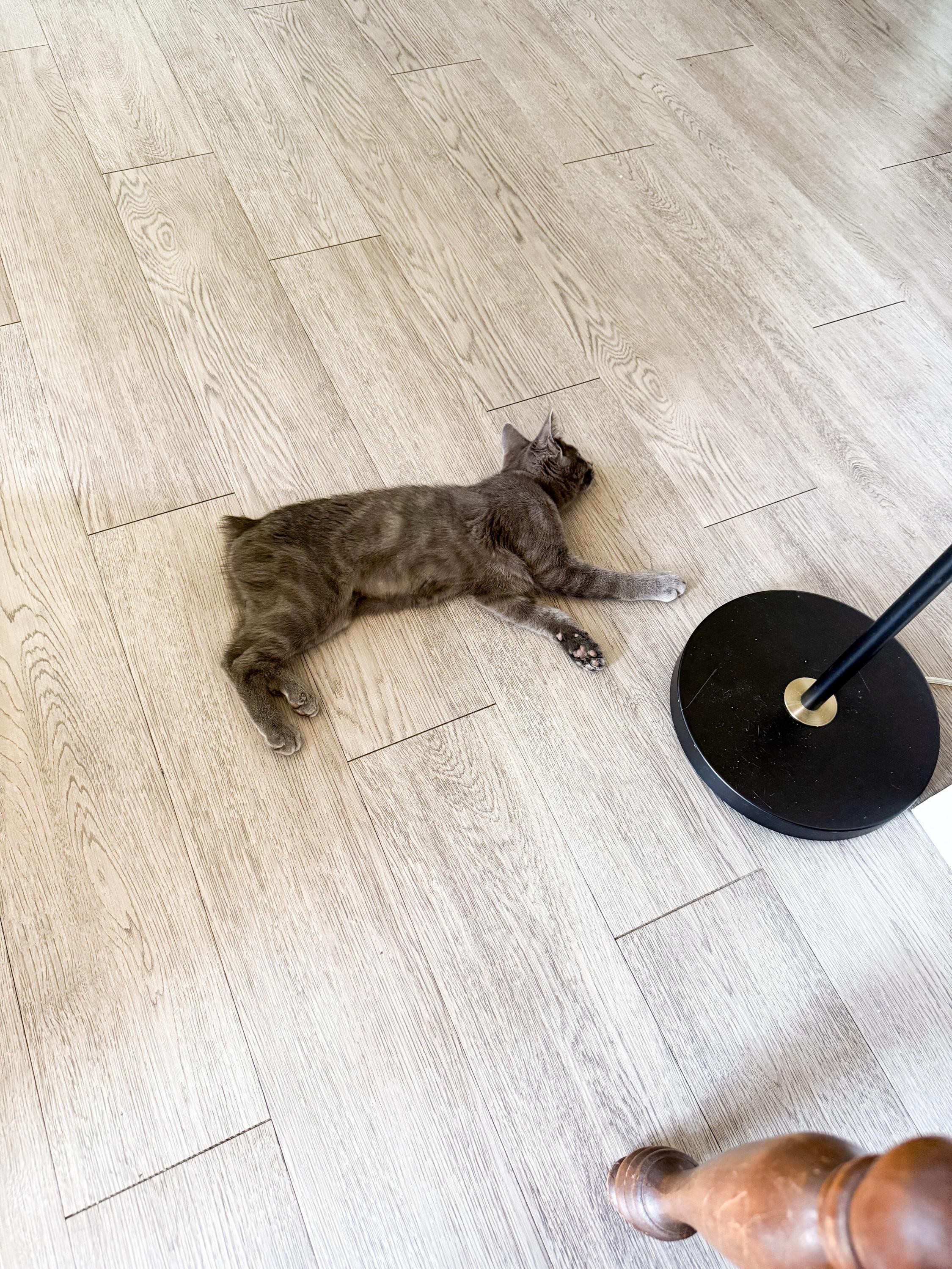 Curry and Coriander, an adoptable Domestic Short Hair in Seattle, WA image 2/6