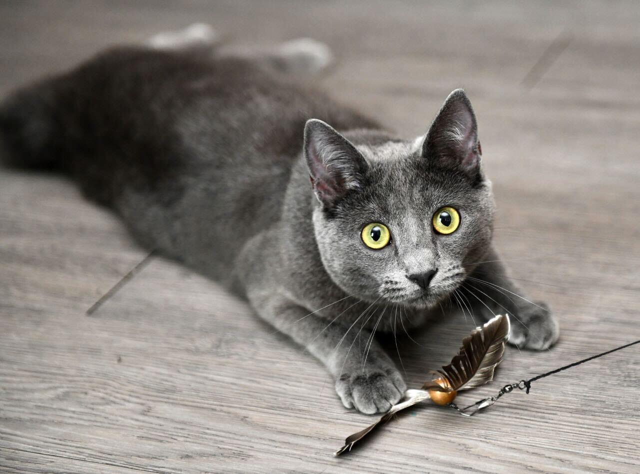 Enlarge Curry and Coriander, a other Domestic Short Hair in Seattle, WA image 2/6