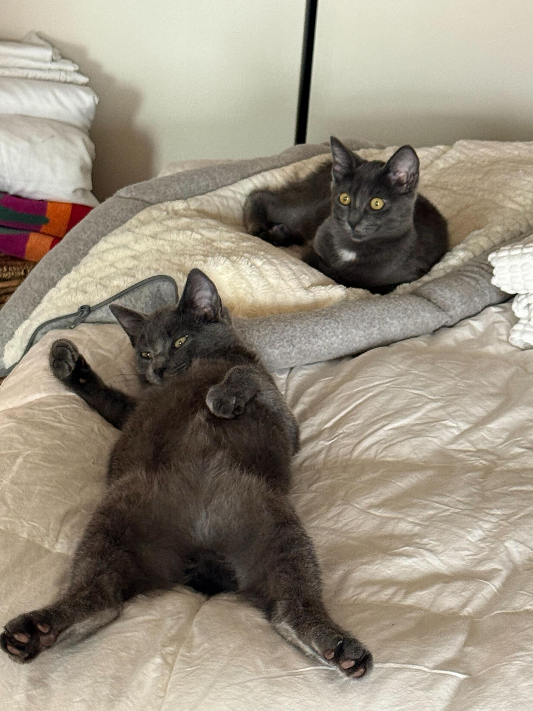 Curry and Coriander, an adoptable Domestic Short Hair in Seattle, WA image 3/6