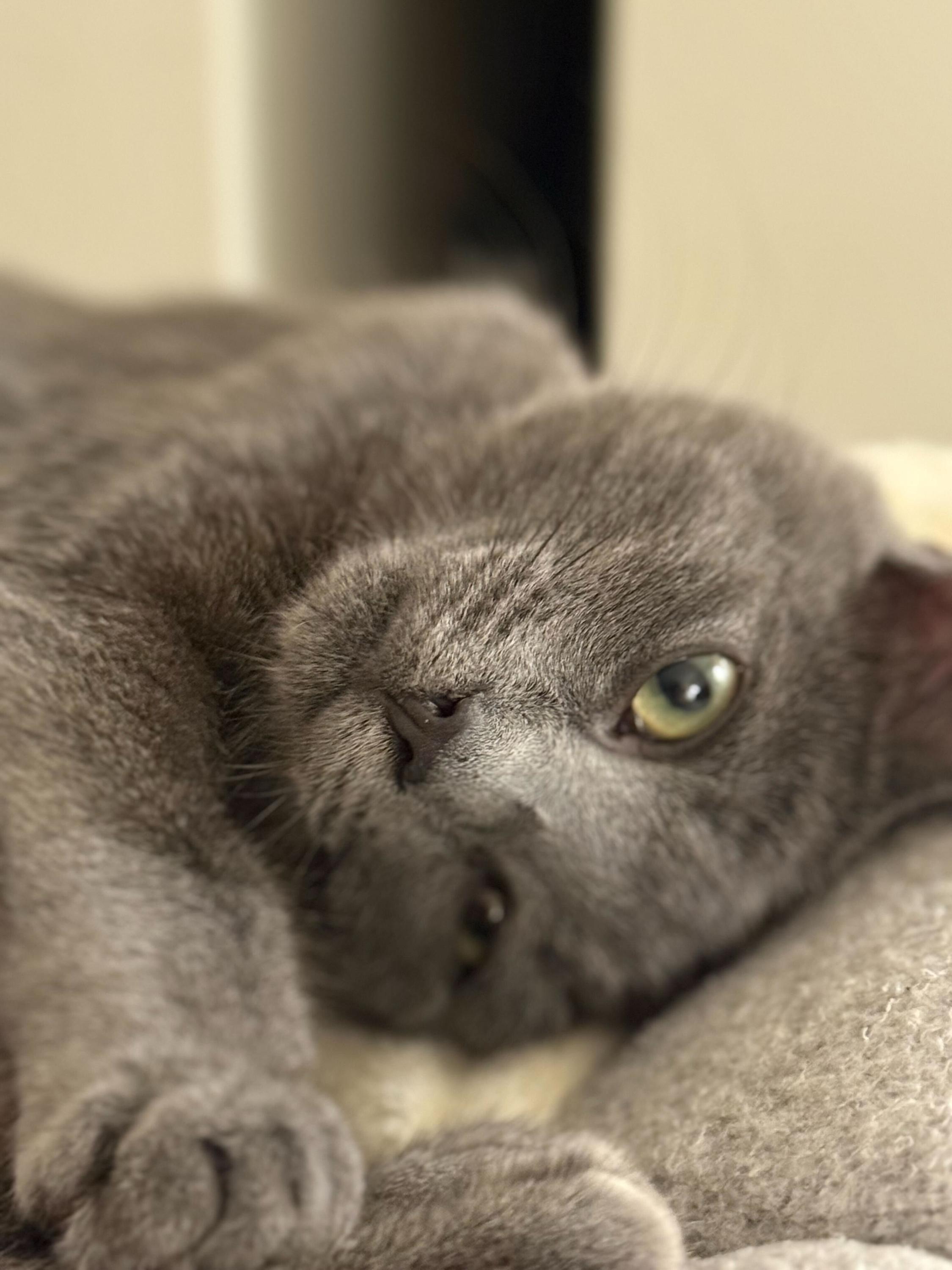 Curry and Coriander, an adoptable Domestic Short Hair in Seattle, WA image 4/6