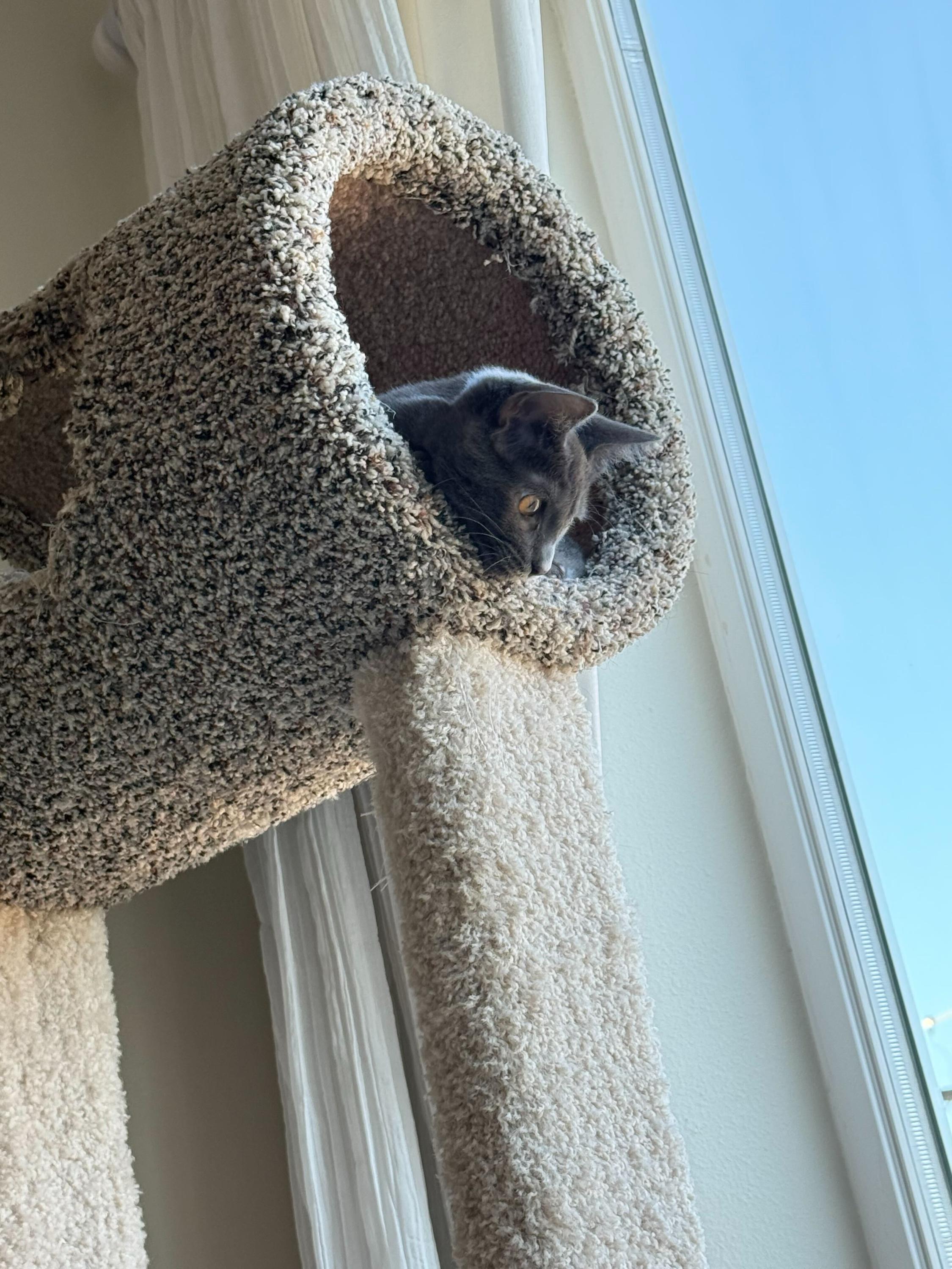 Curry and Coriander, an adoptable Domestic Short Hair in Seattle, WA image 5/6